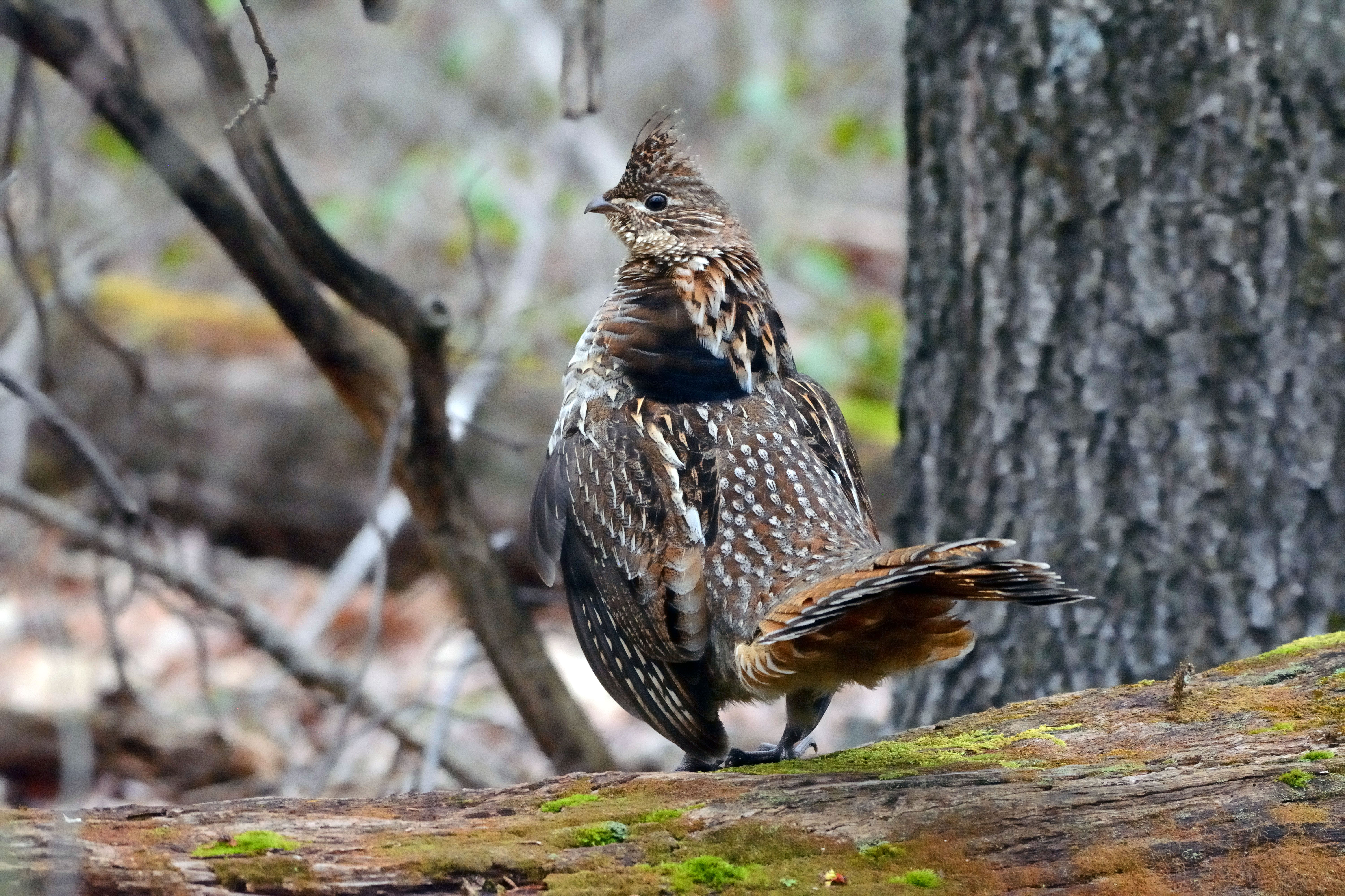 A large brown bird with white spots stands on a fallen log in the forest.