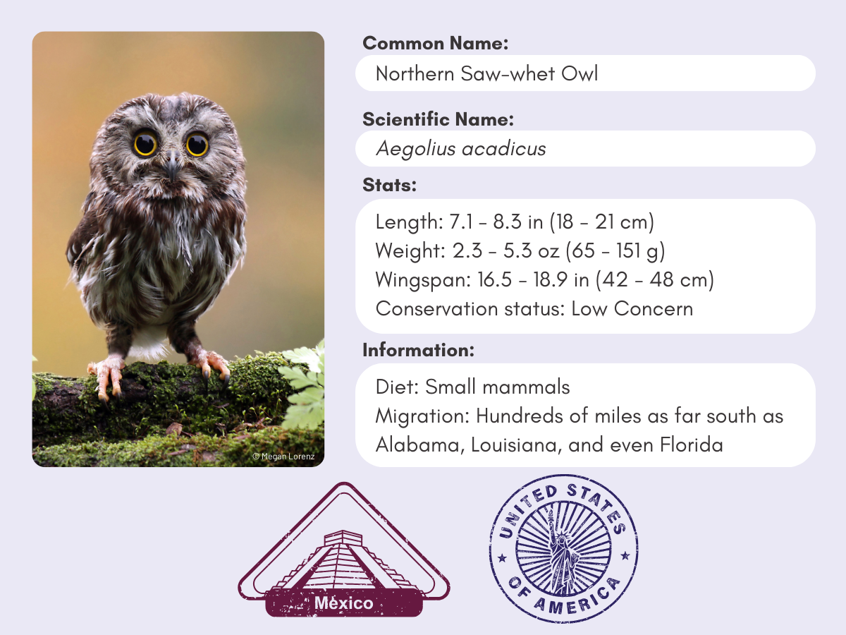 Info card for the Northern Saw-whet Owl.