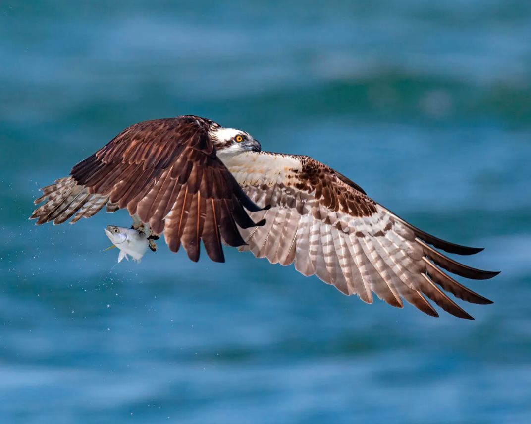 A large bird with a white head flies toward a nest.