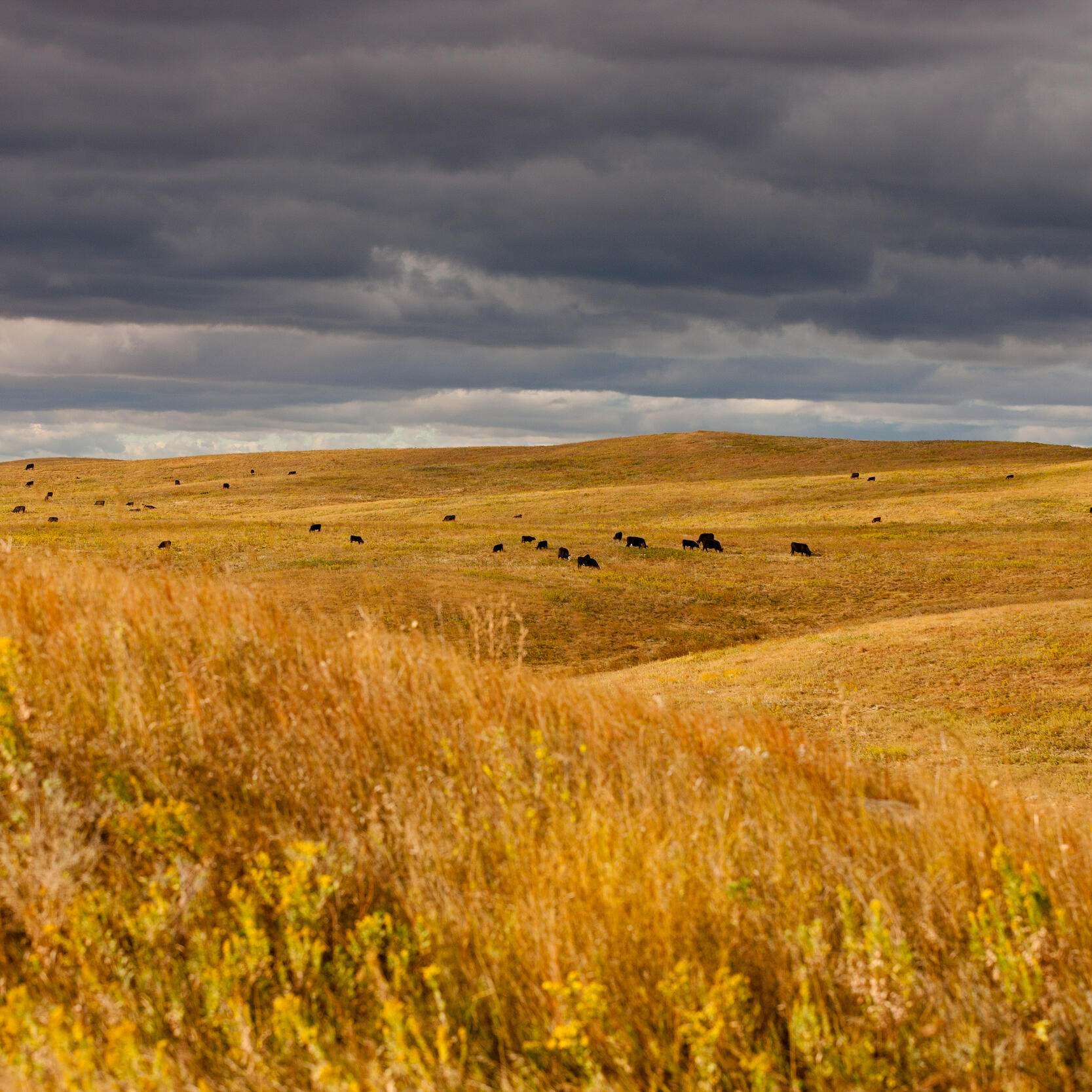 Golden prairie vista.