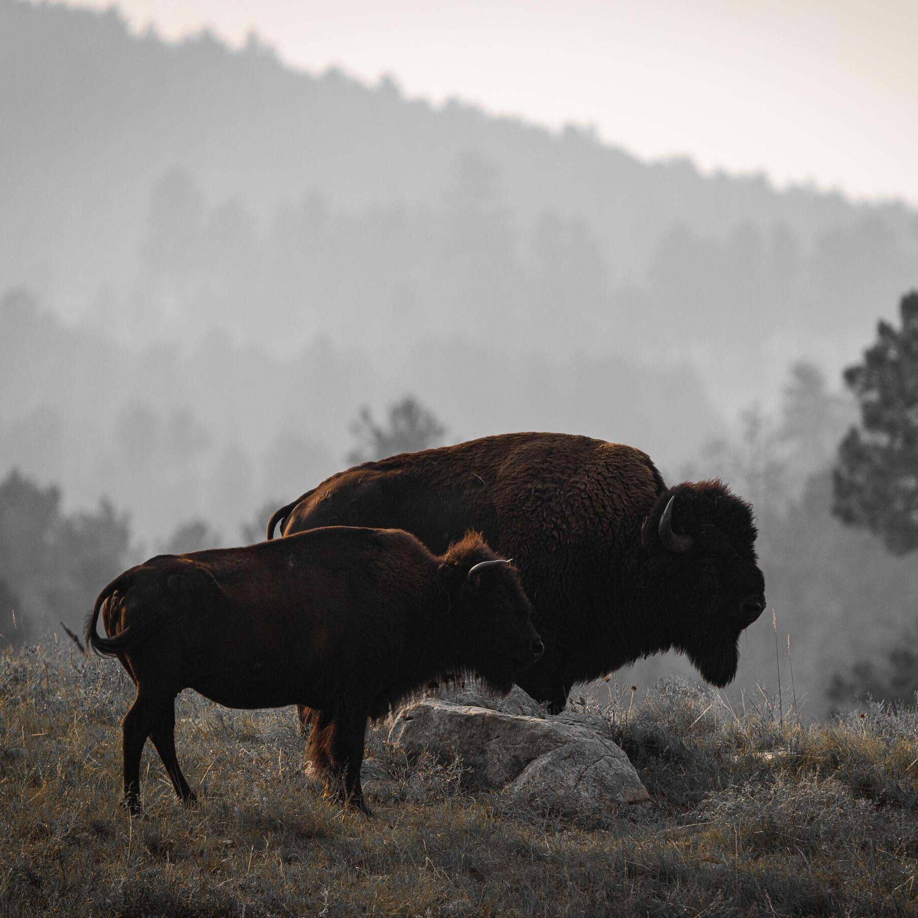 Two bison stand in a rocky landscape.
