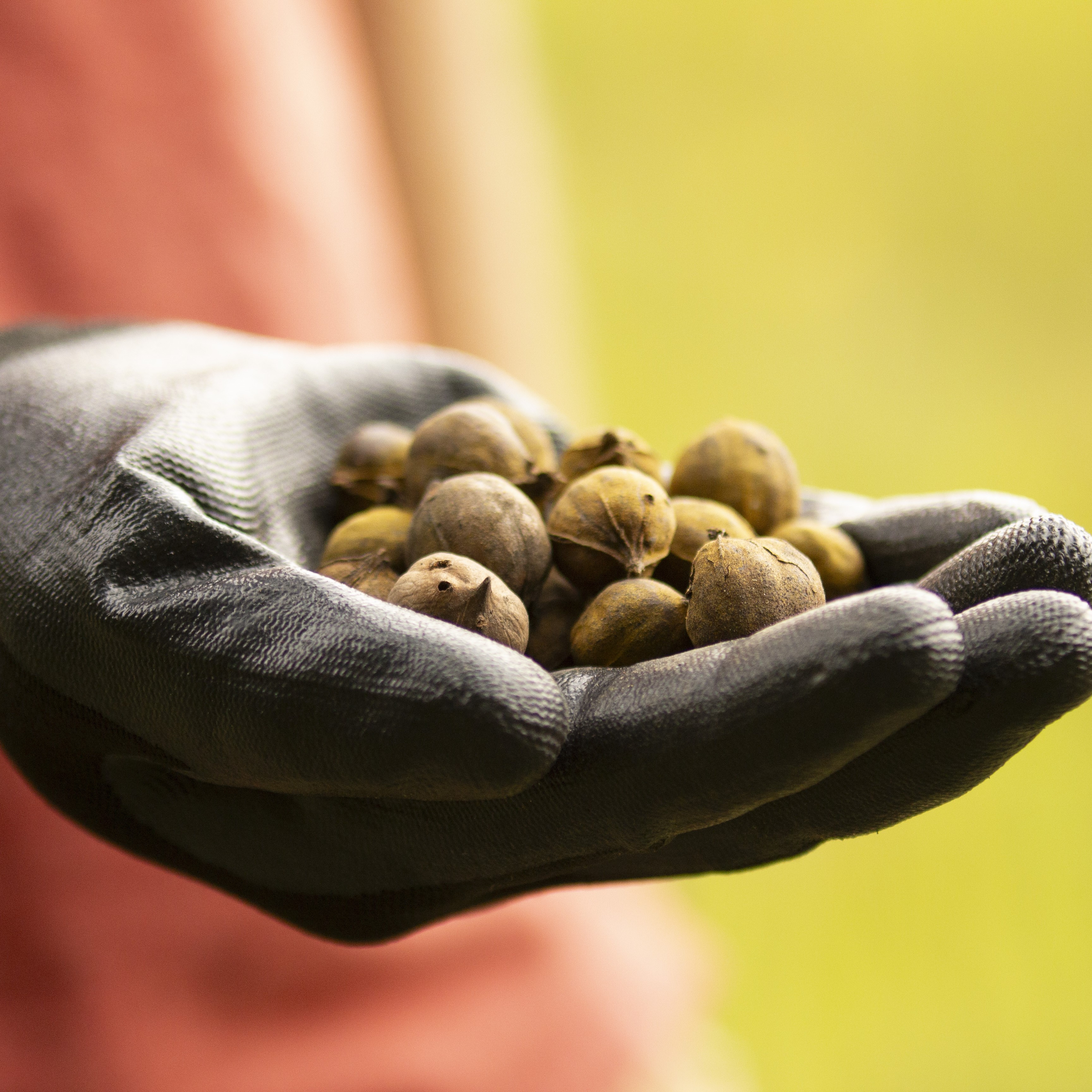 A gloved hand holding tree seeds.