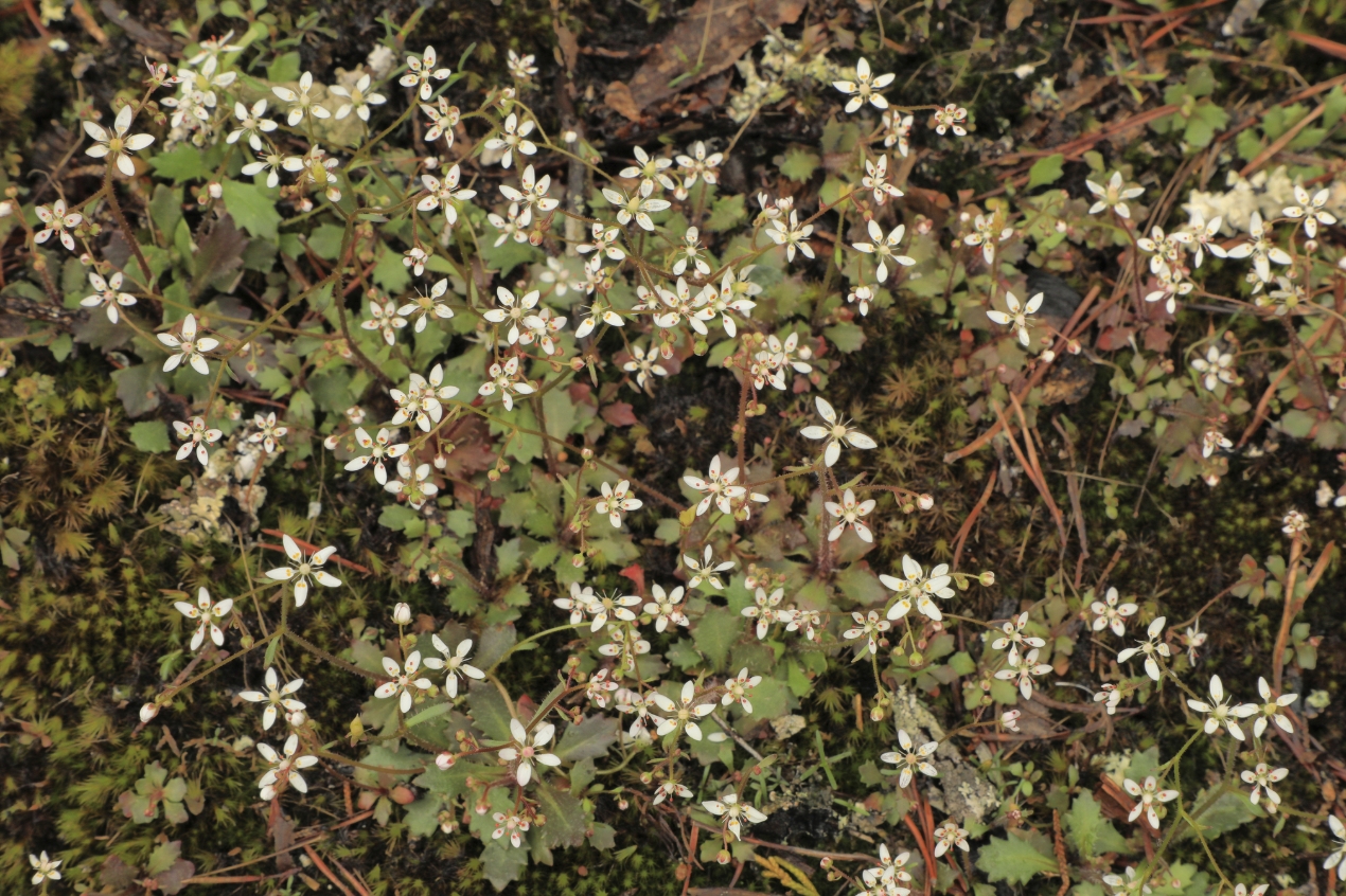 A cluster of white flowers emerge from leafy stems.