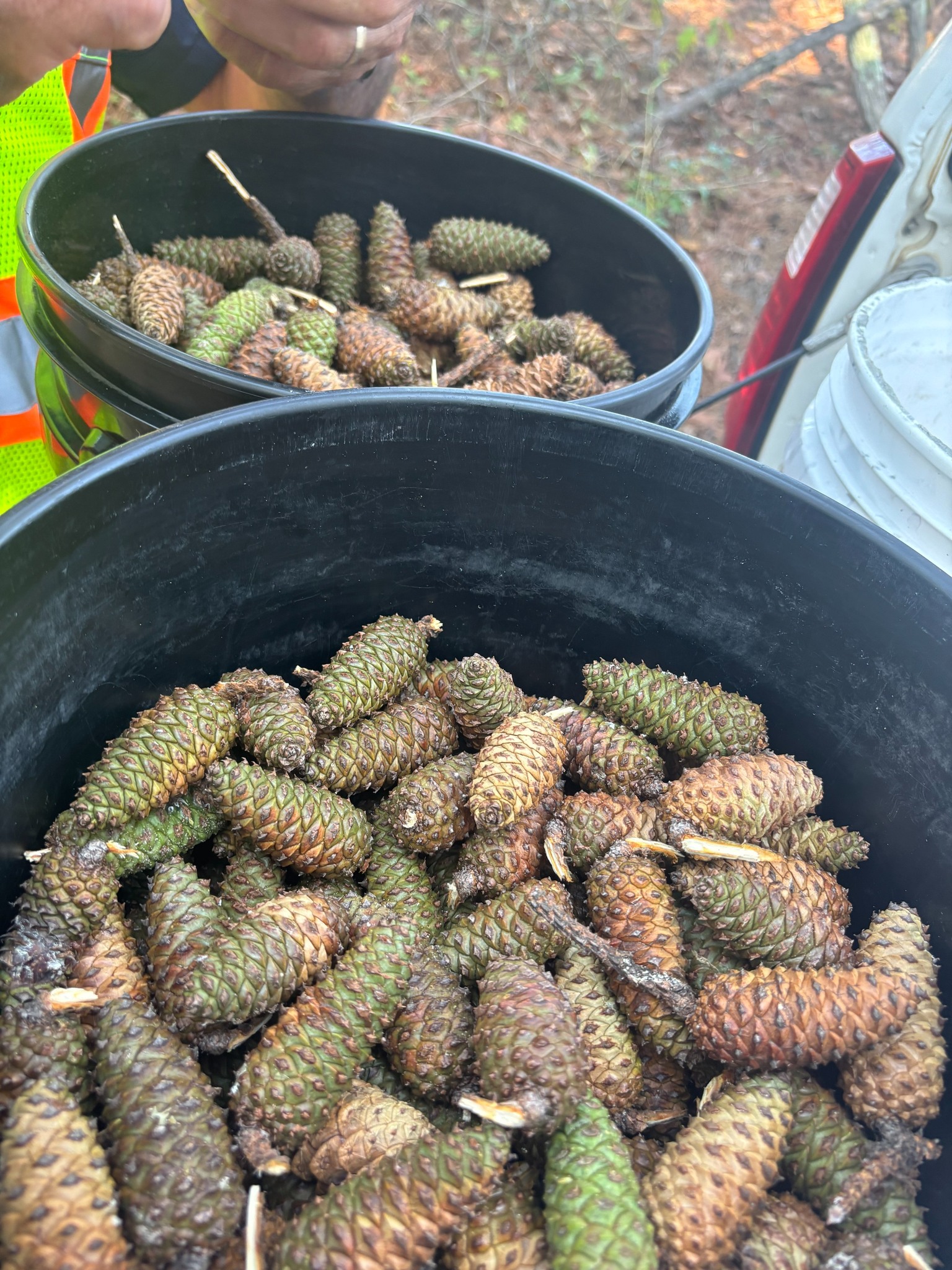 Two buckets, full of shortleaf pine cones.