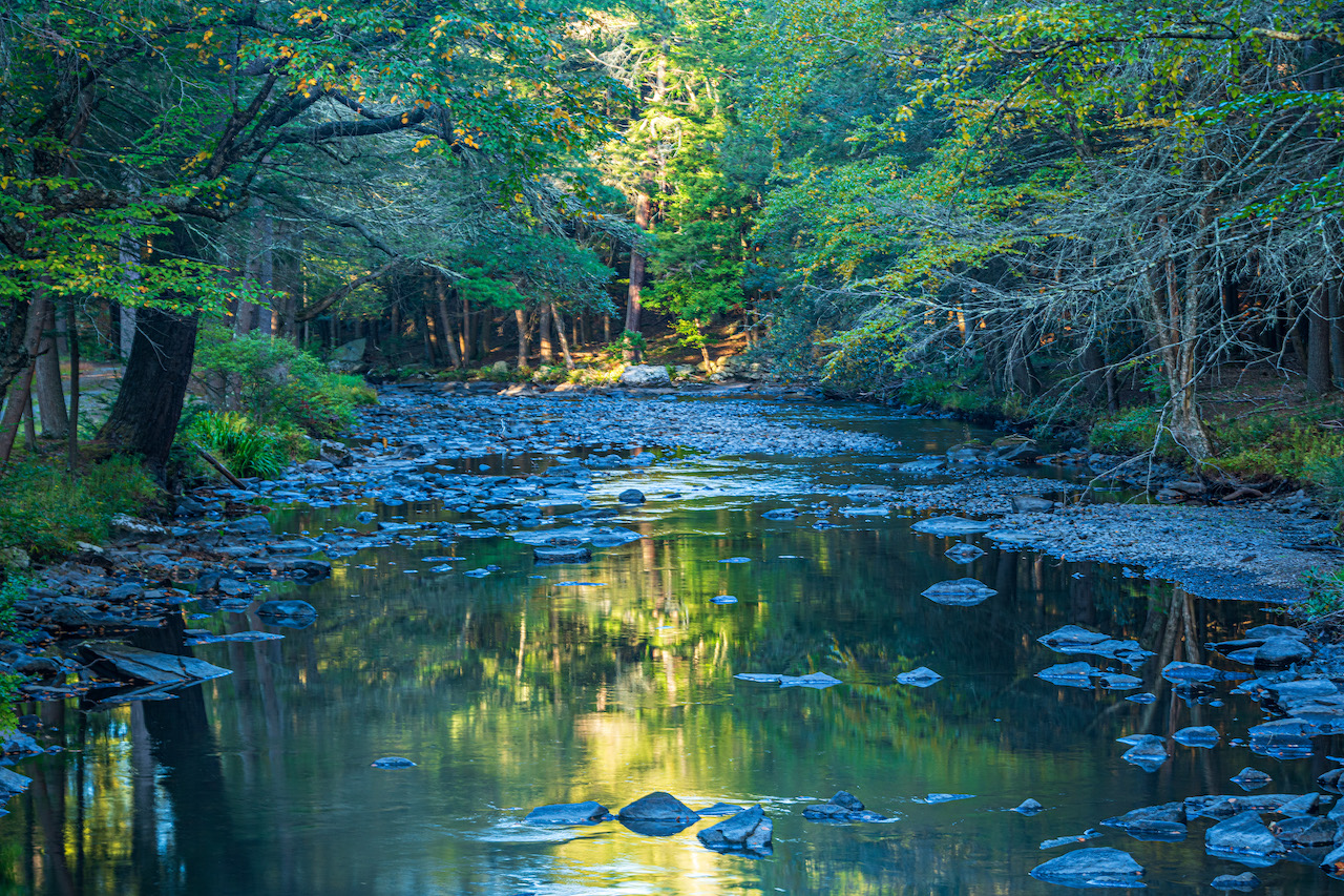 A body of water sits between two tree lines on either side.