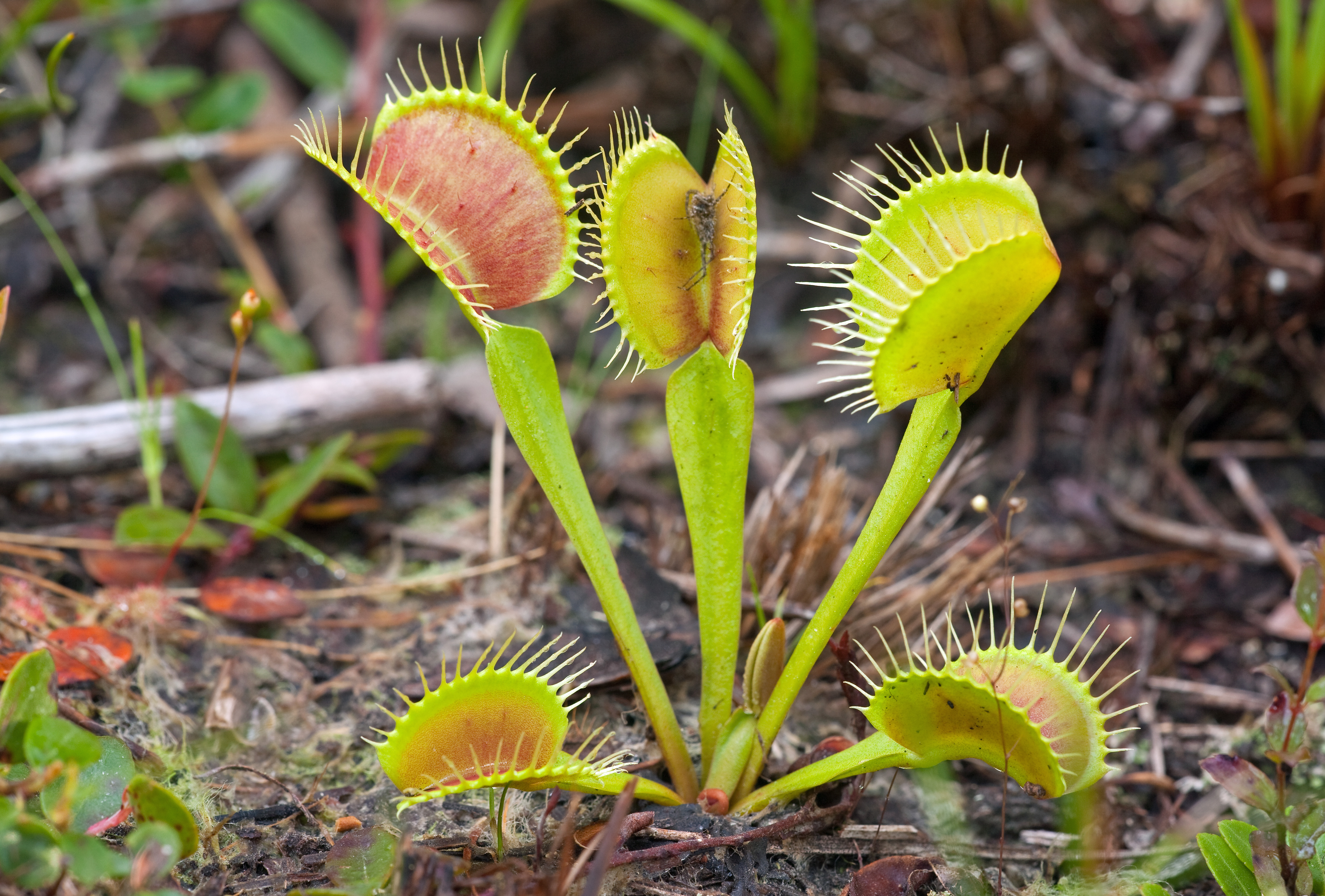A plant's blooms look like jaws with pointy teeth instead of flowers.