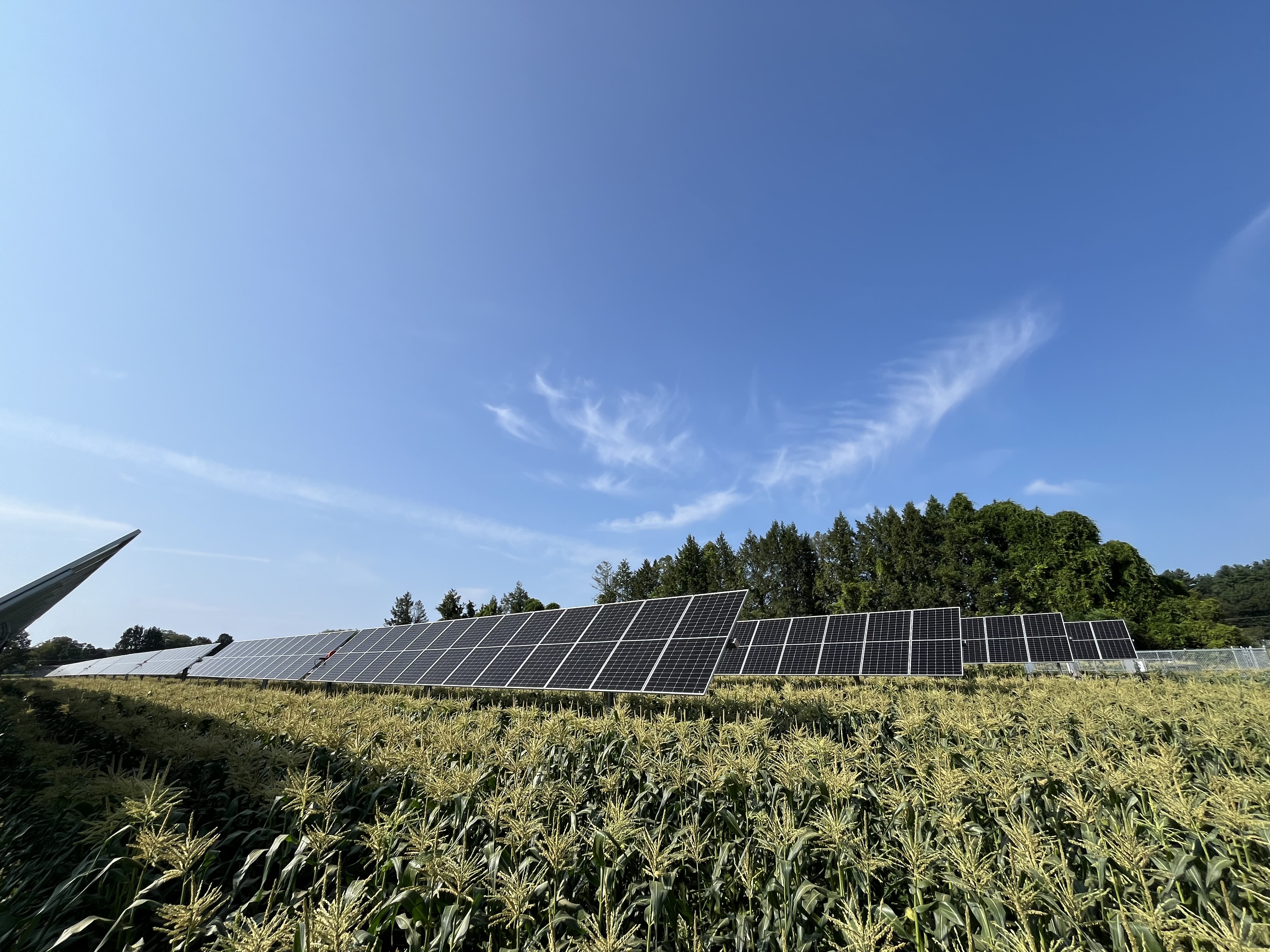 Solar panels above sweet corn growing on a farm. 