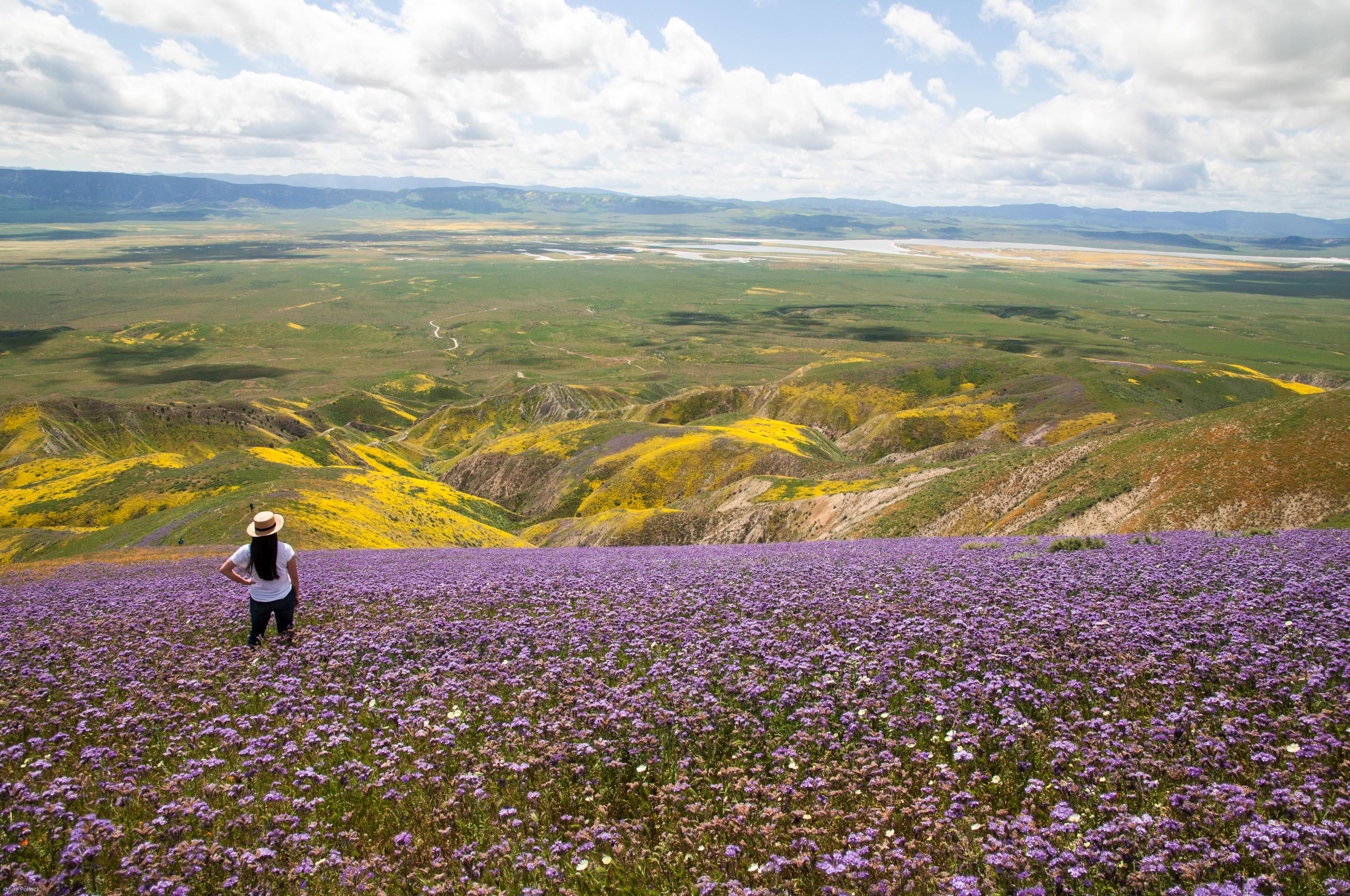 A woman stands in a field of purple flowers.