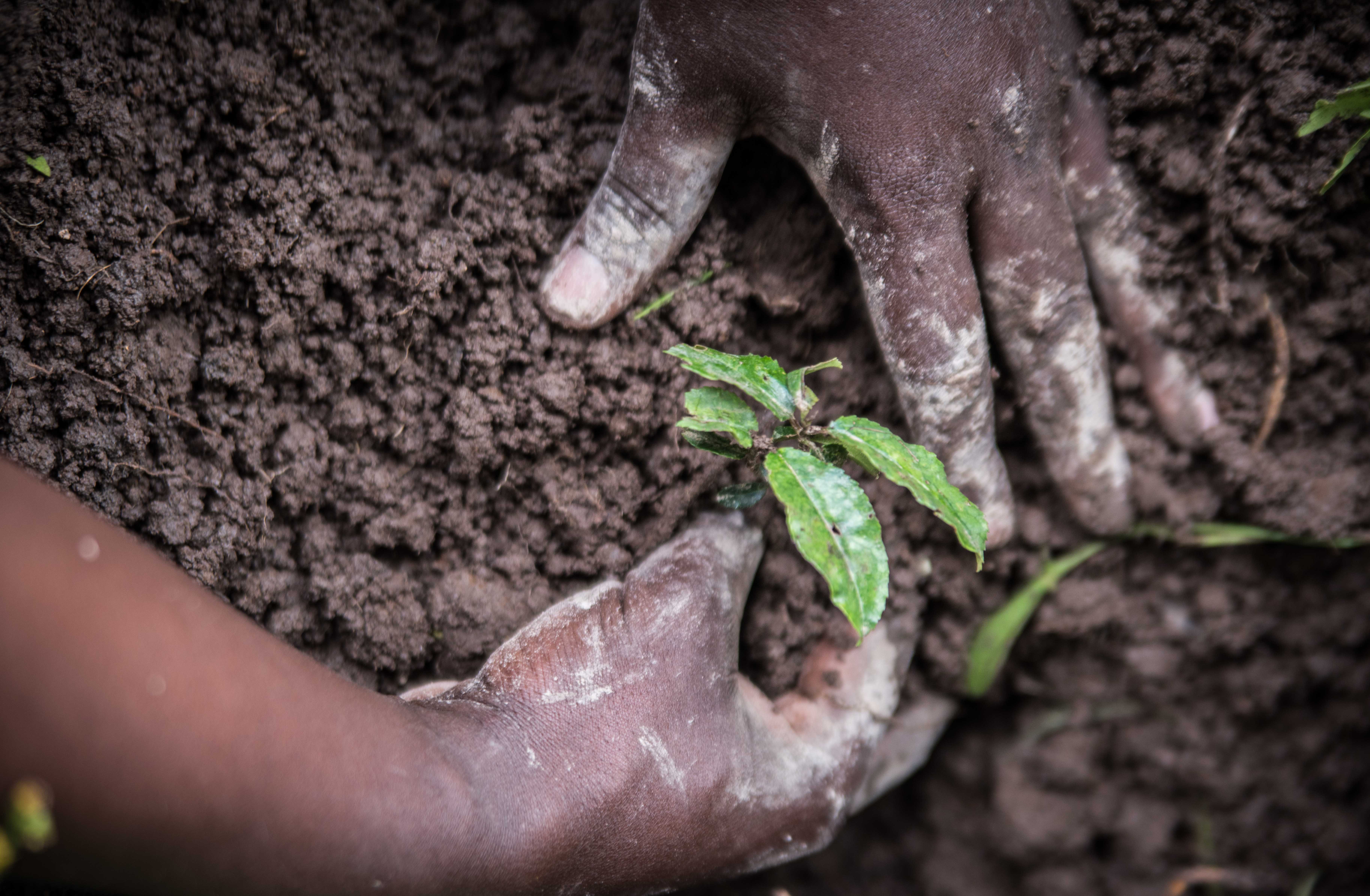 planting a seedling