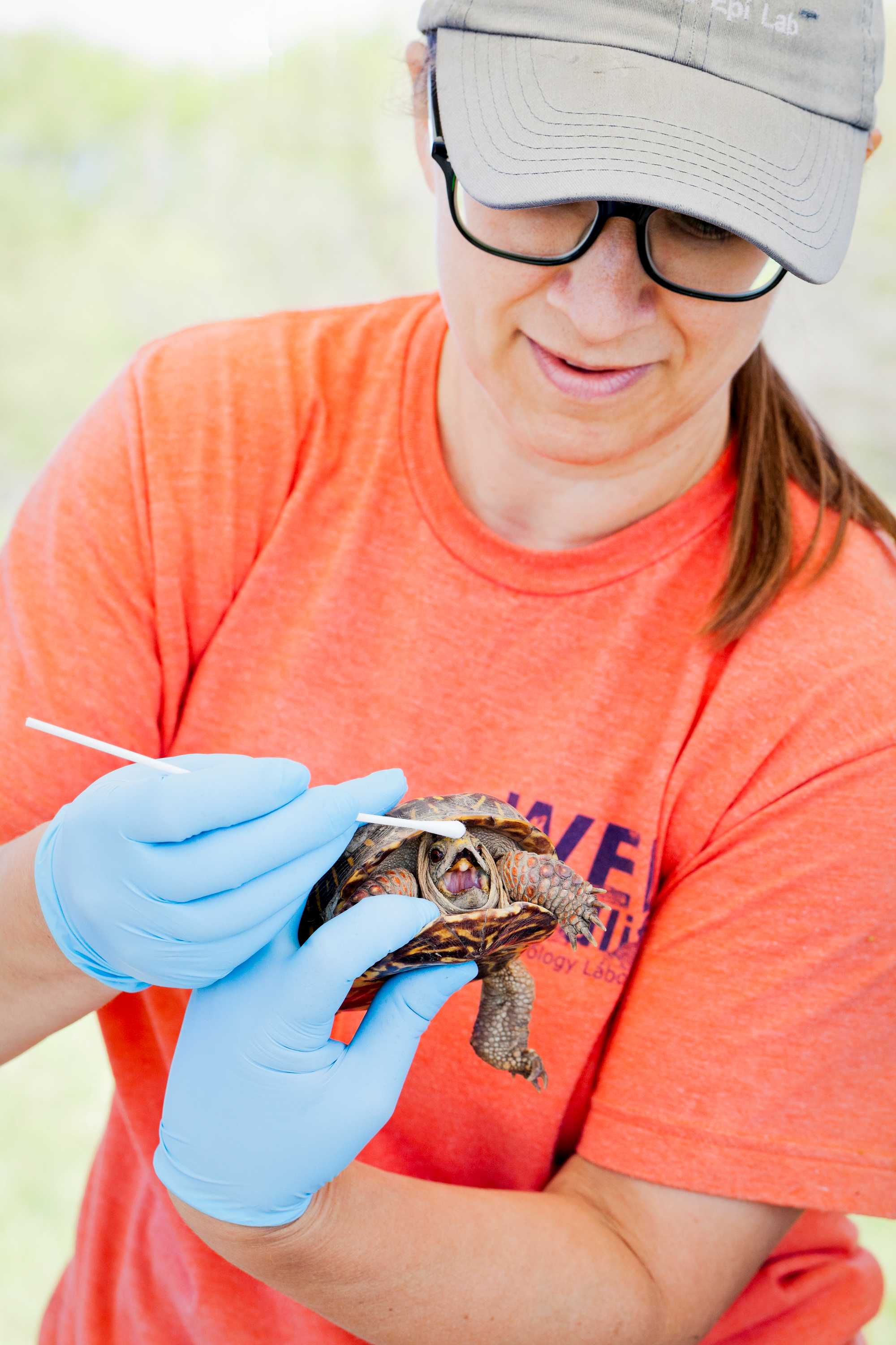 A turtle has its mouth swabbed by a researcher. The researcher wears an orange t-shirt and blue gloves and holds the turtle awkwardly with one hand.