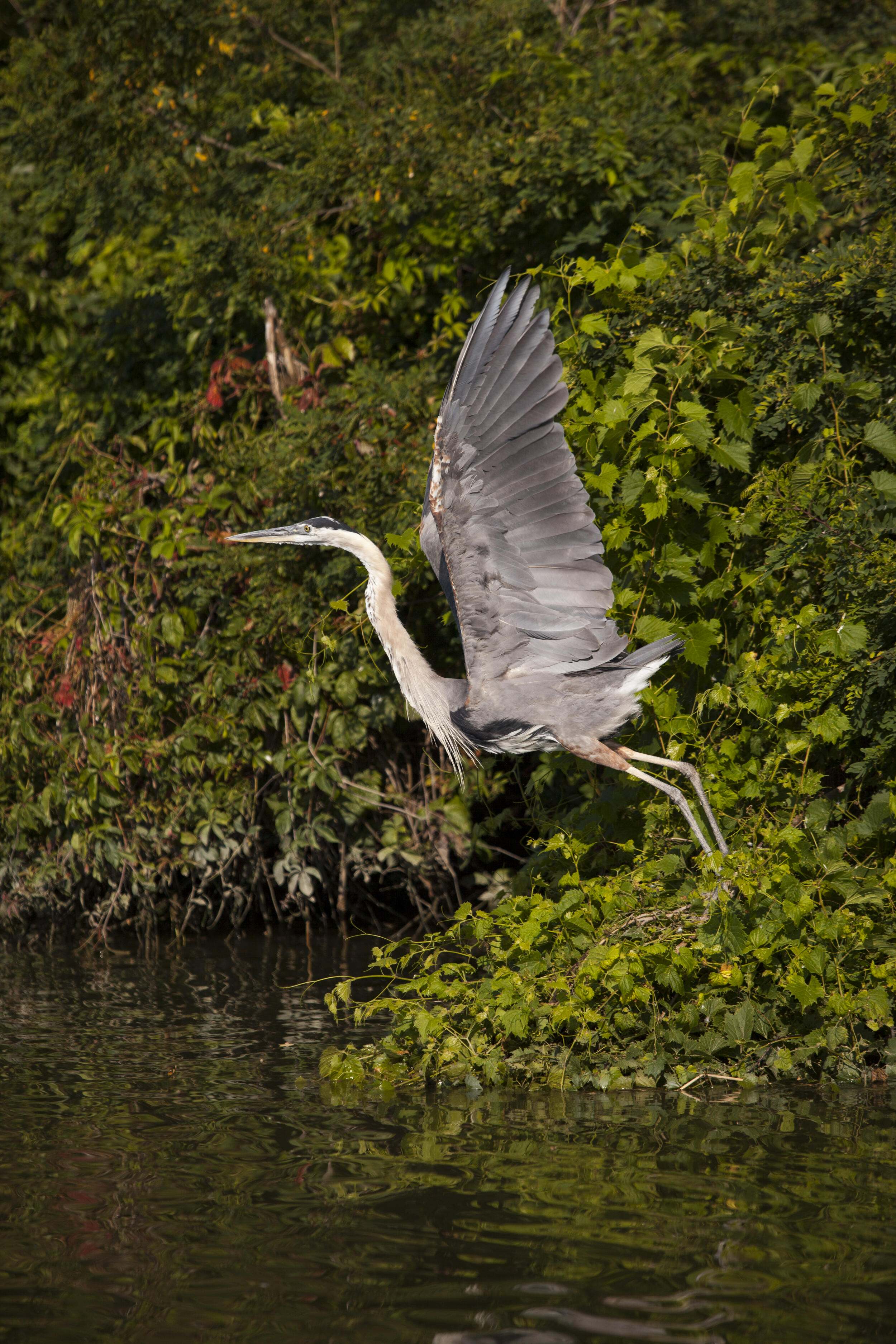 A heron mid-flight.