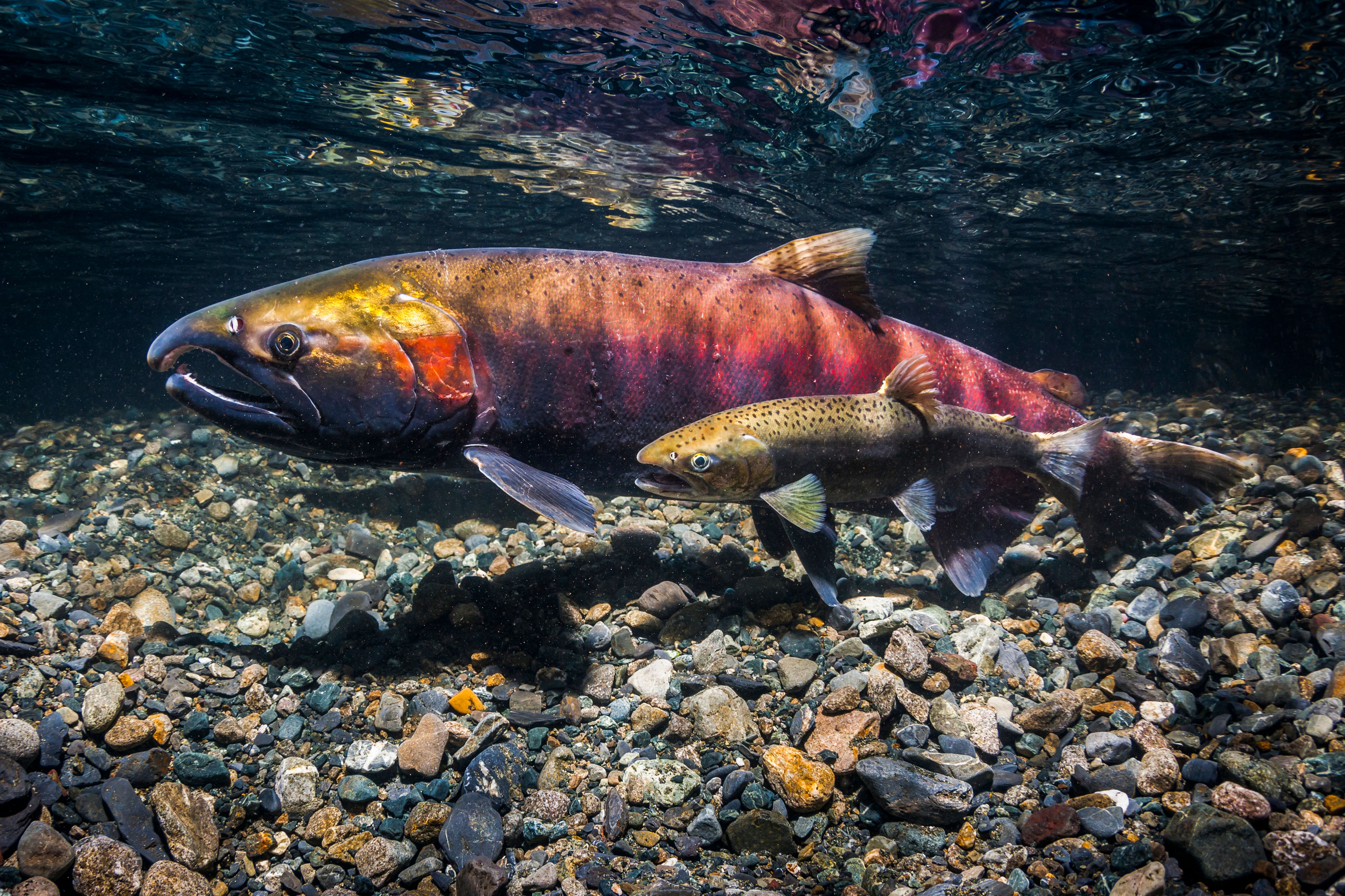 Two fish float in clear, shallow water above a rocky stream bed.