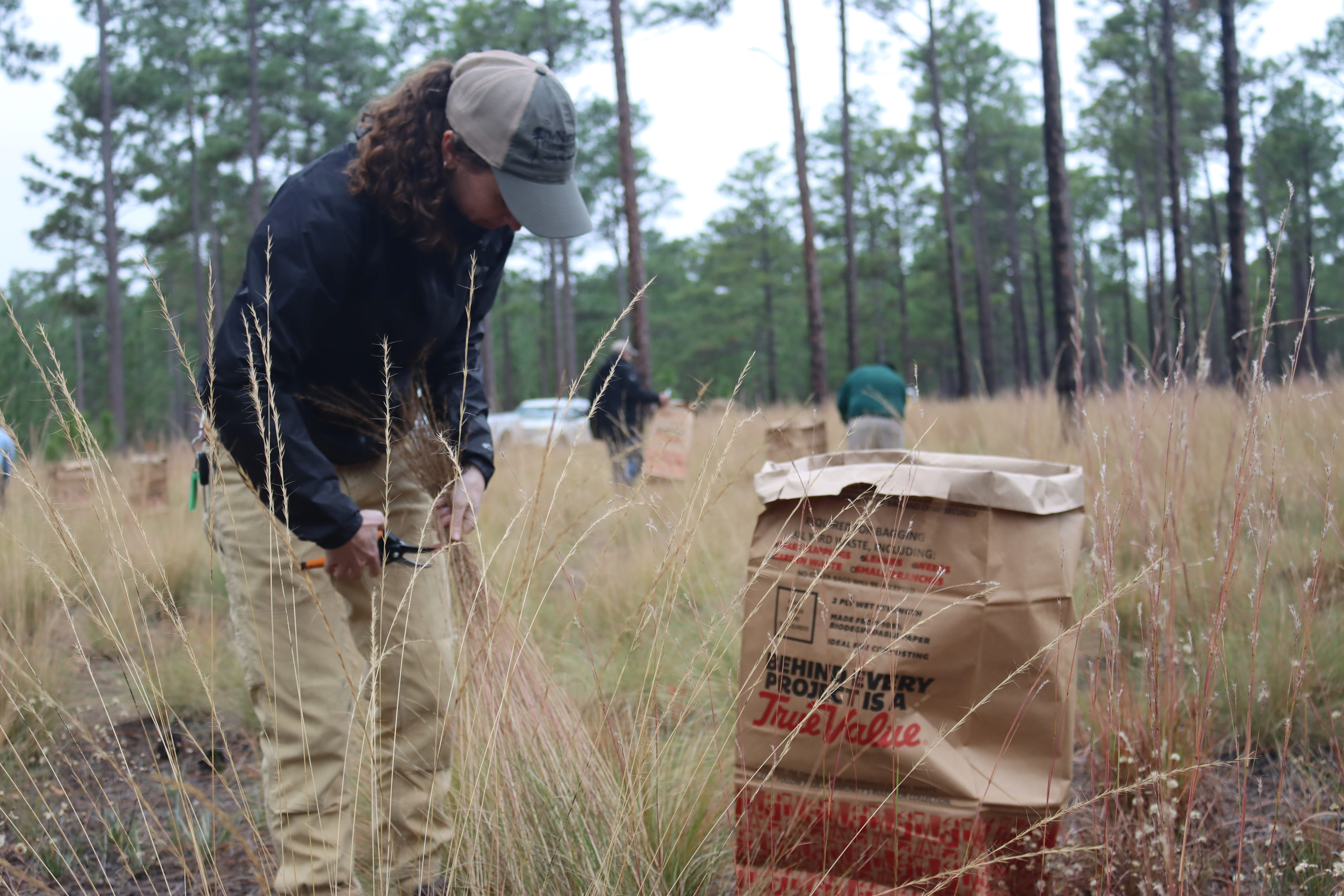 Woman collecting wiregrass.