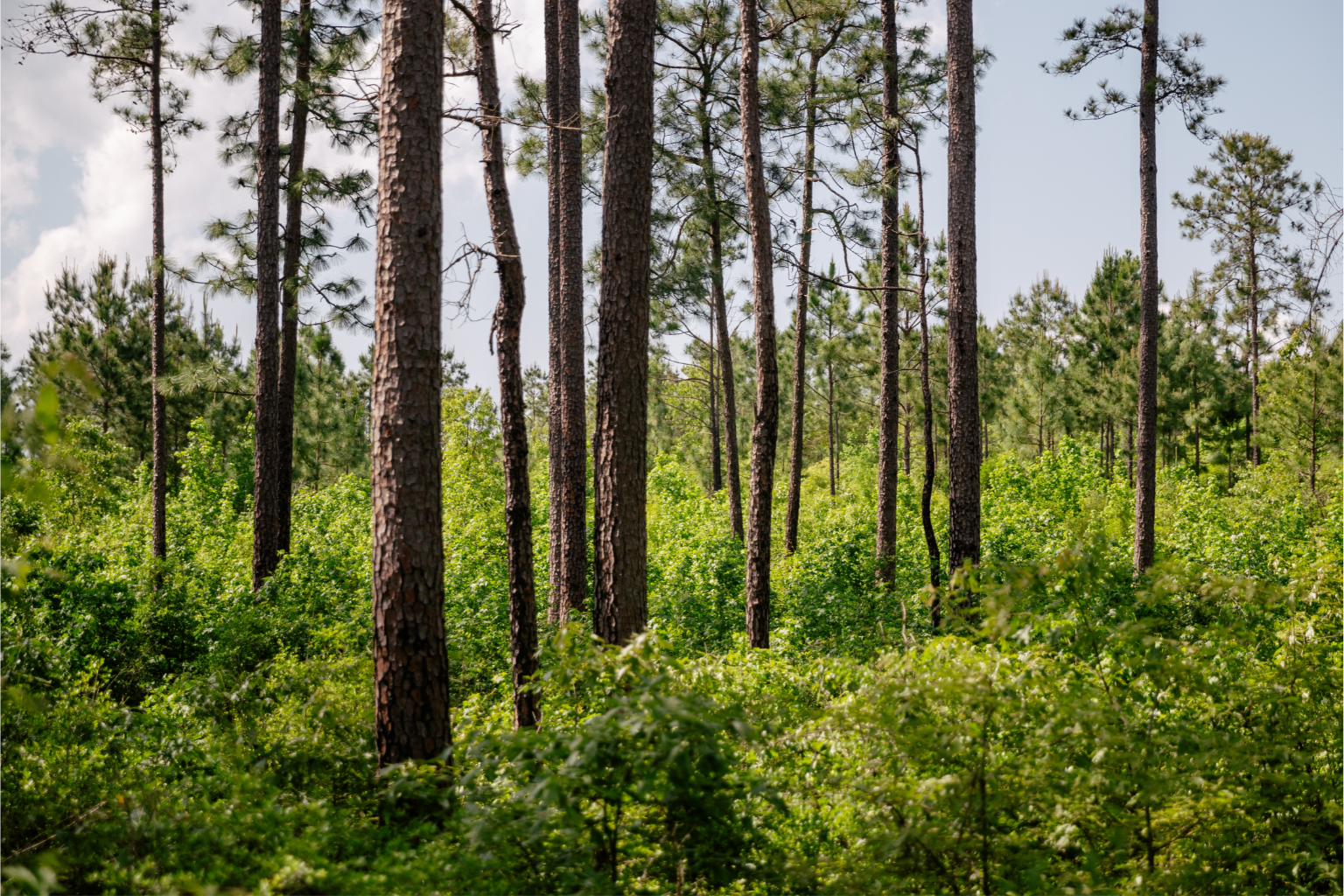 A lush, green underbrush with towering trees.
