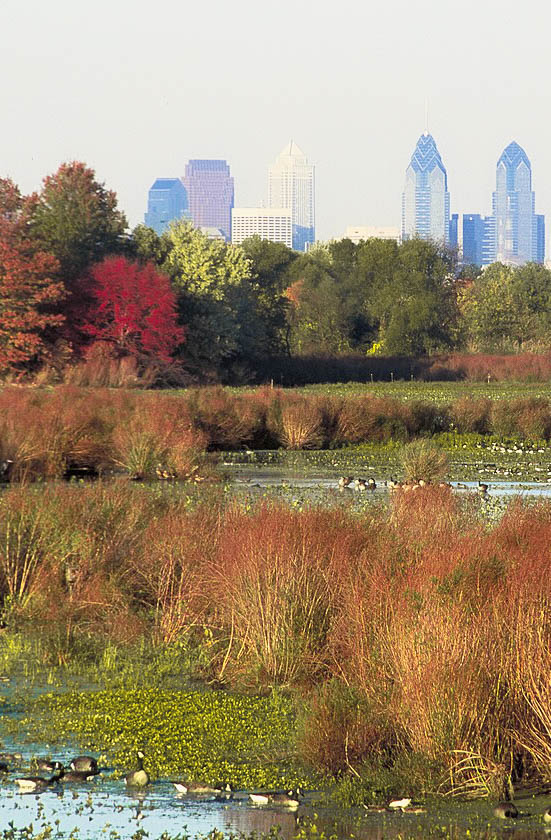 A view of the John Heinz National Wildlife Refuge that shows the Philadelphia skyline in the distance.