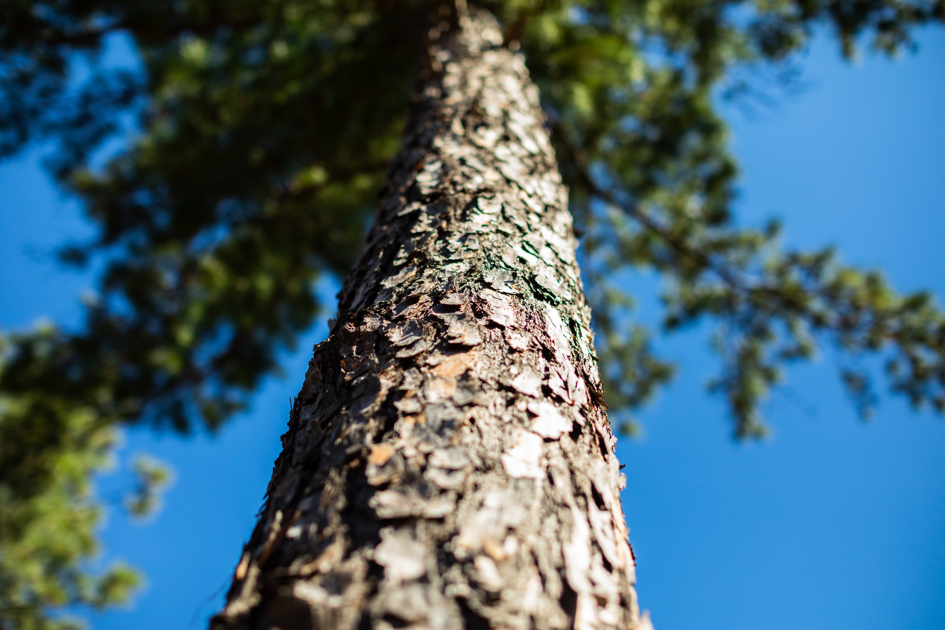 A zoomed in shot of the trunk of a tree.