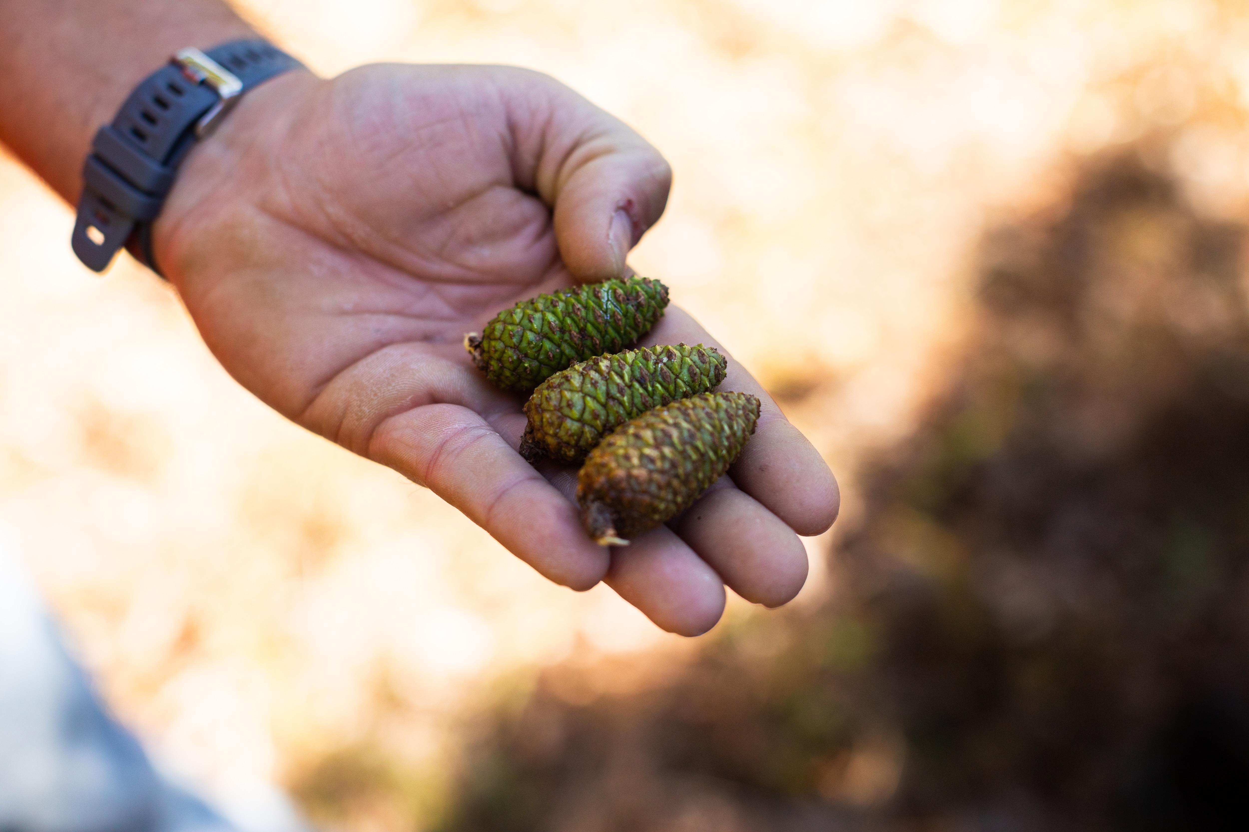 Three pinecones being held in the palm of a hand.