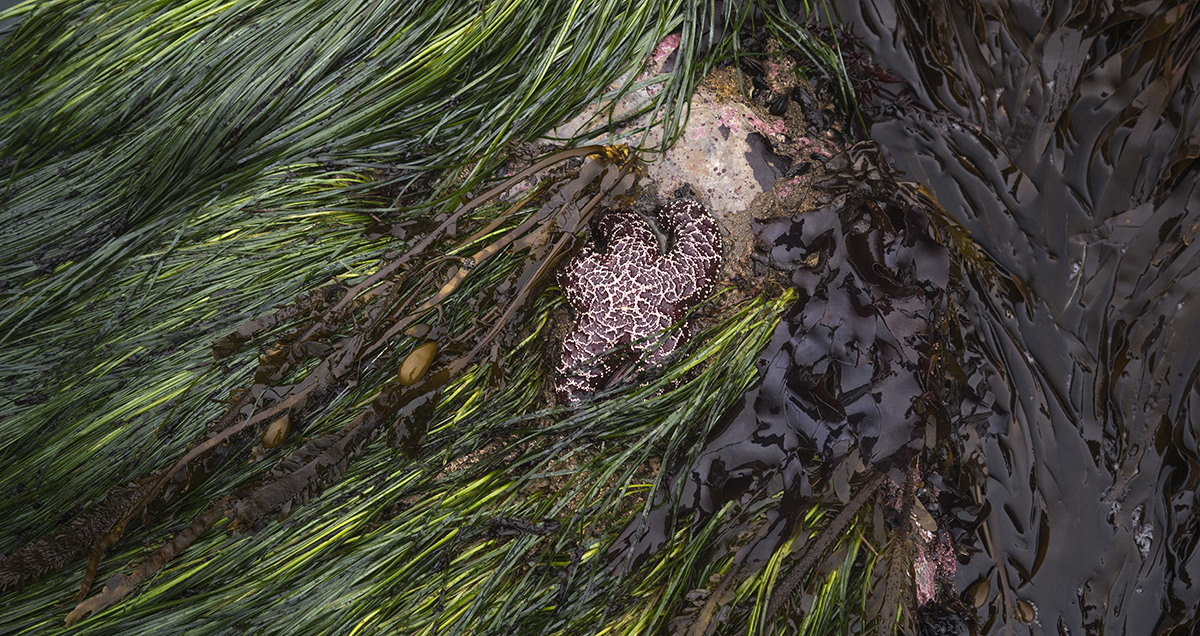 A purple sea star with a white network of ridges.