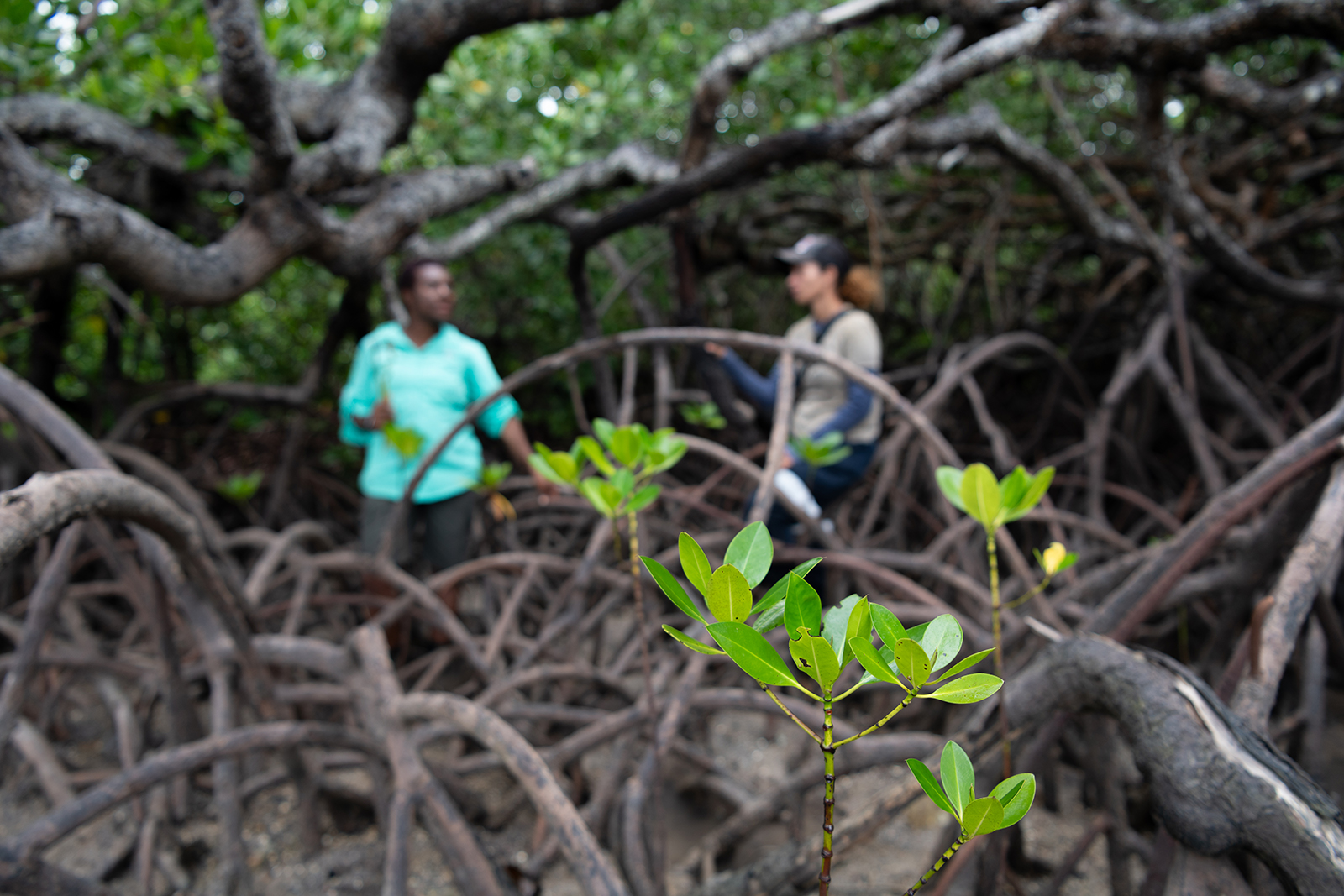 mangroves