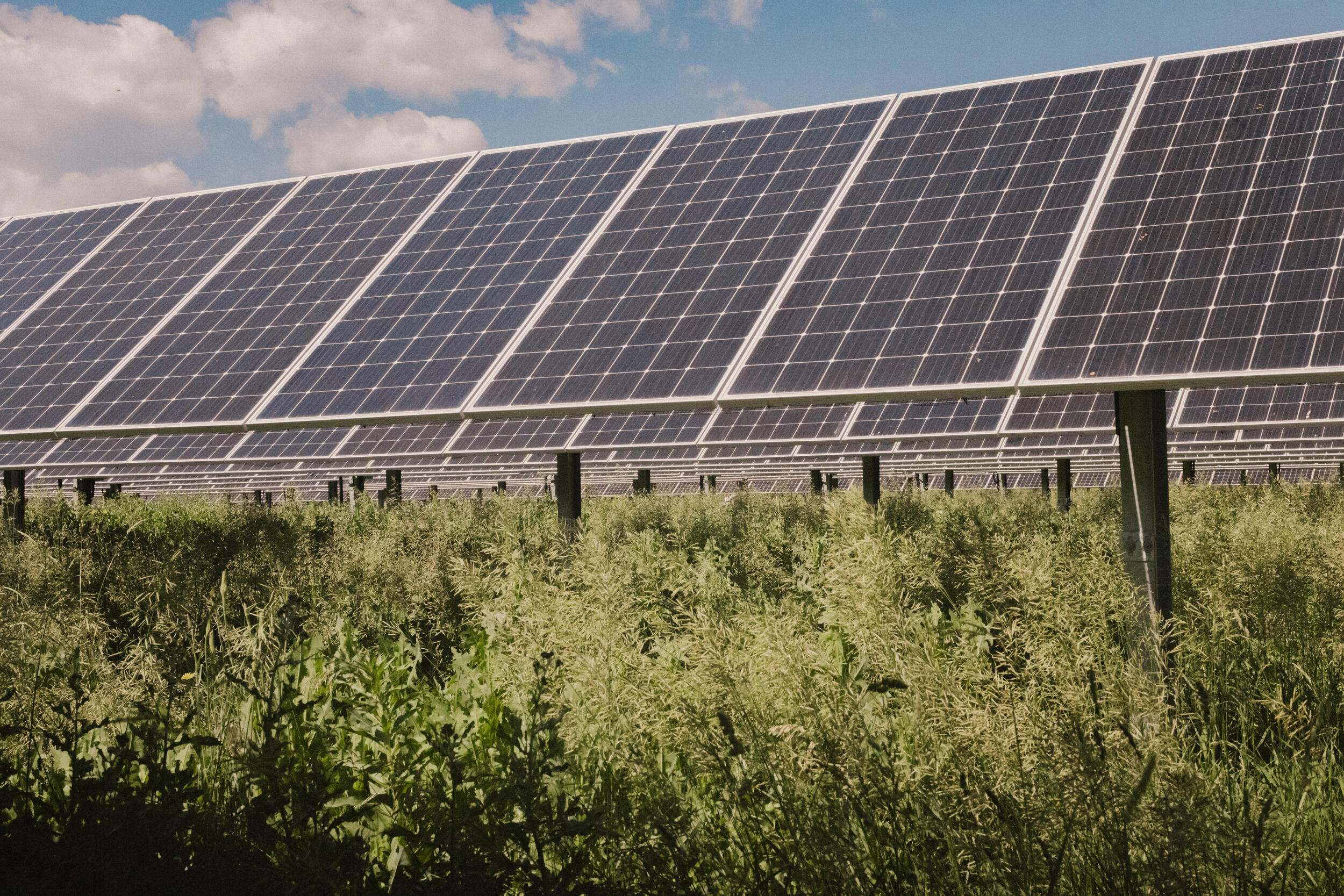 solar panels and grasses
