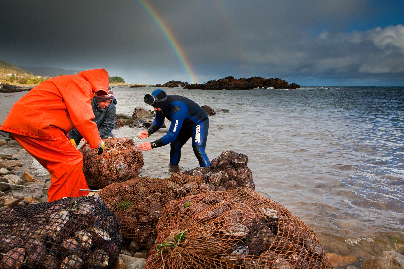 Loco fishery at Huape Fishing association in Chile.