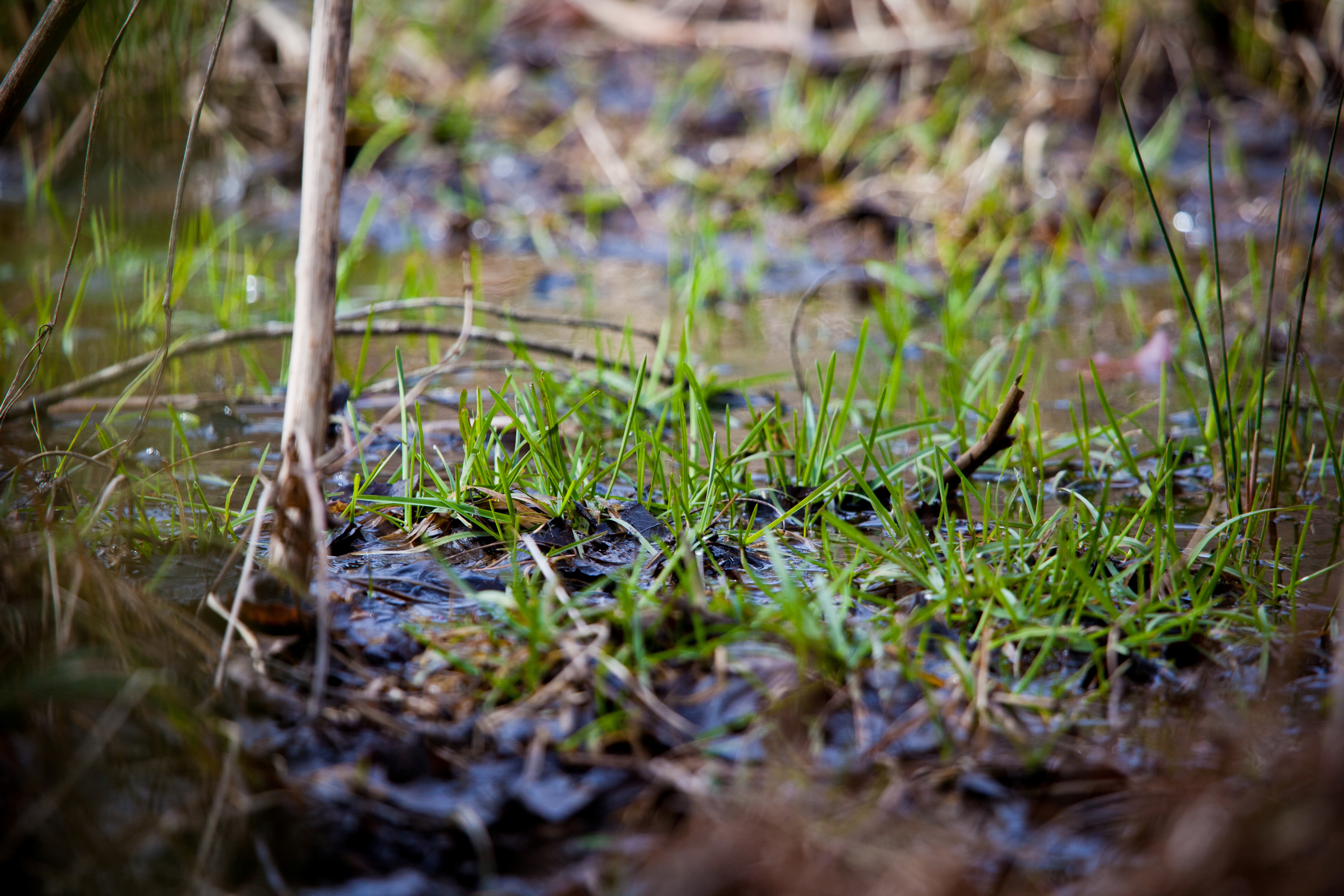 Green grasses emerge from a watery landscape.