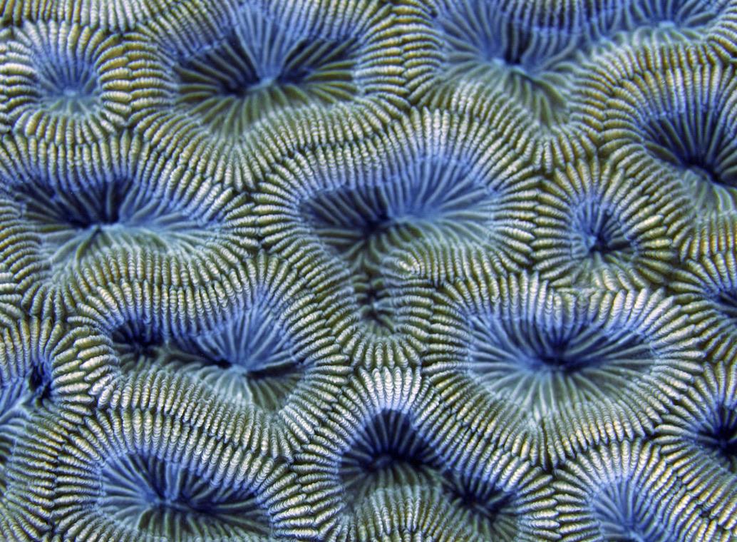 Vista de cerca de un coral cerebro con múltiples esferas de forma irregular con bordes amarillos e interiores azules.