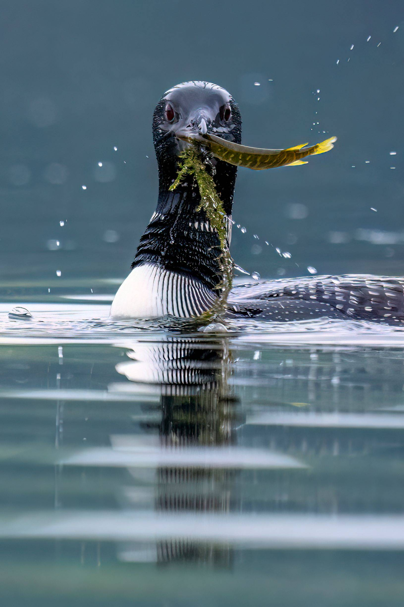 A common loon with a small northern pike and seaweed in its beak. 