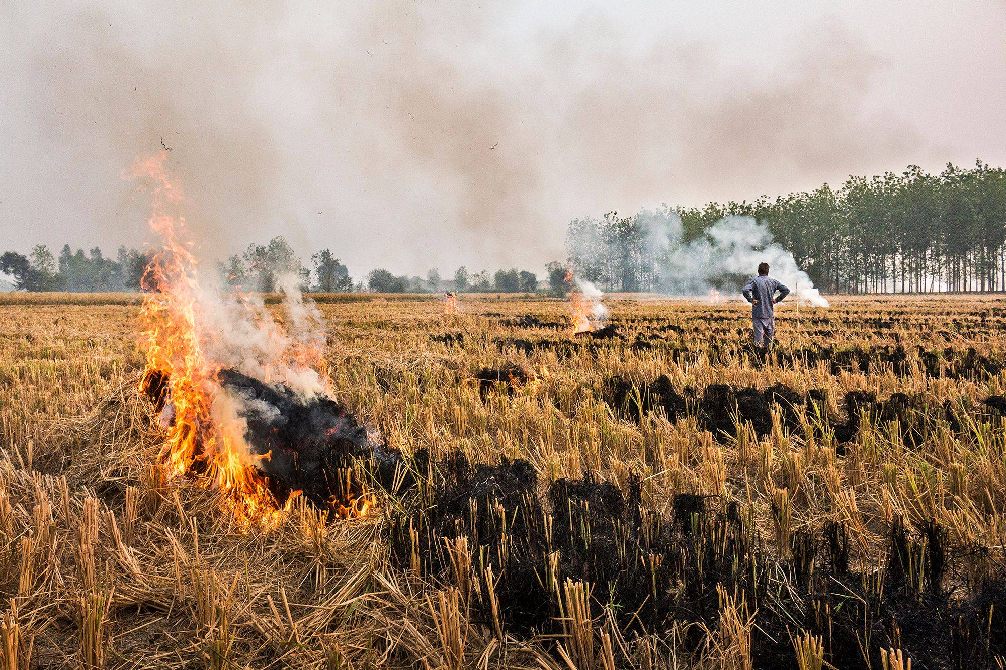 A farmer is burning stubble after crop harvest.