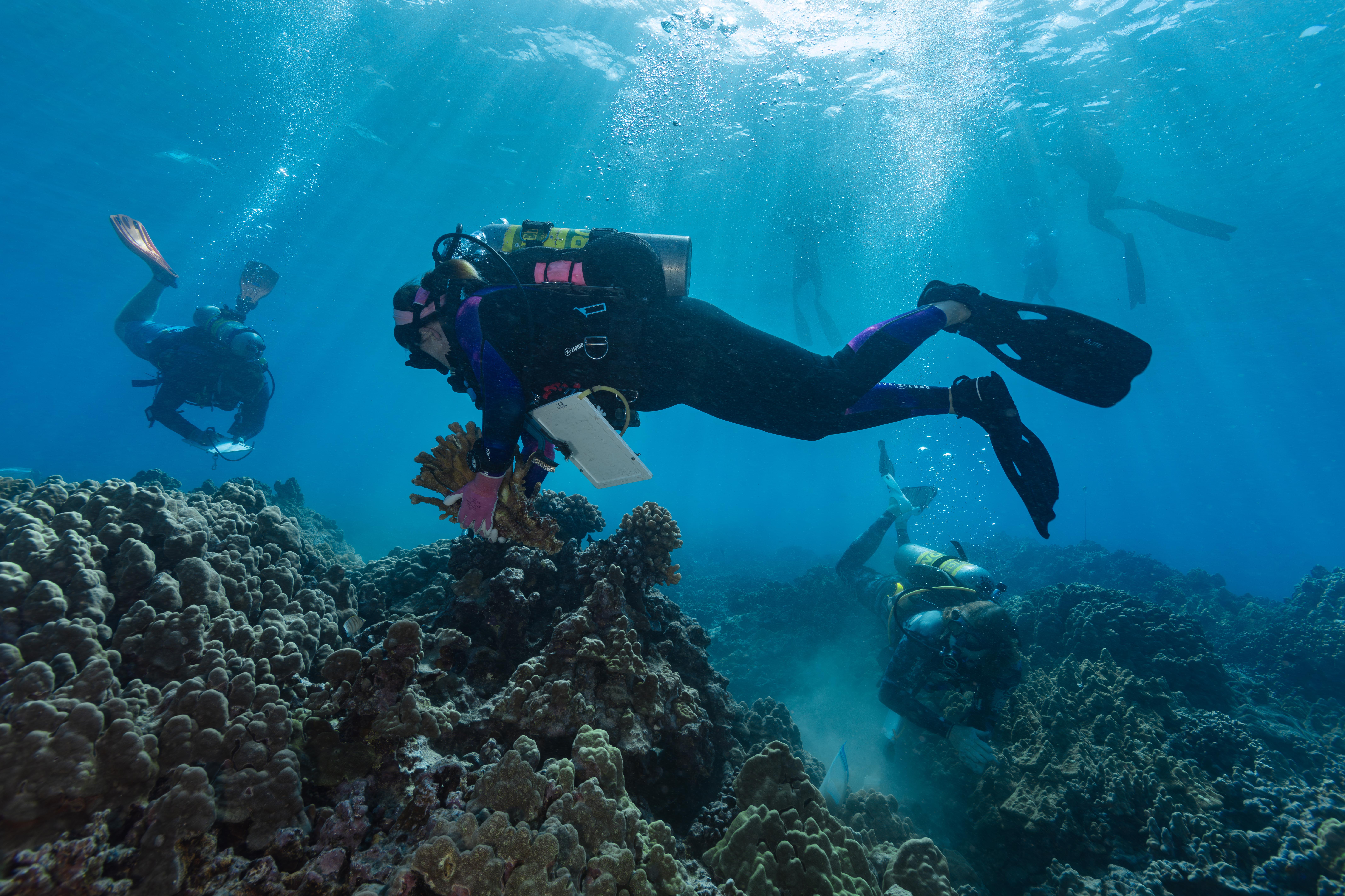 A scuba diver operates underwater to reattach coral to a reef.