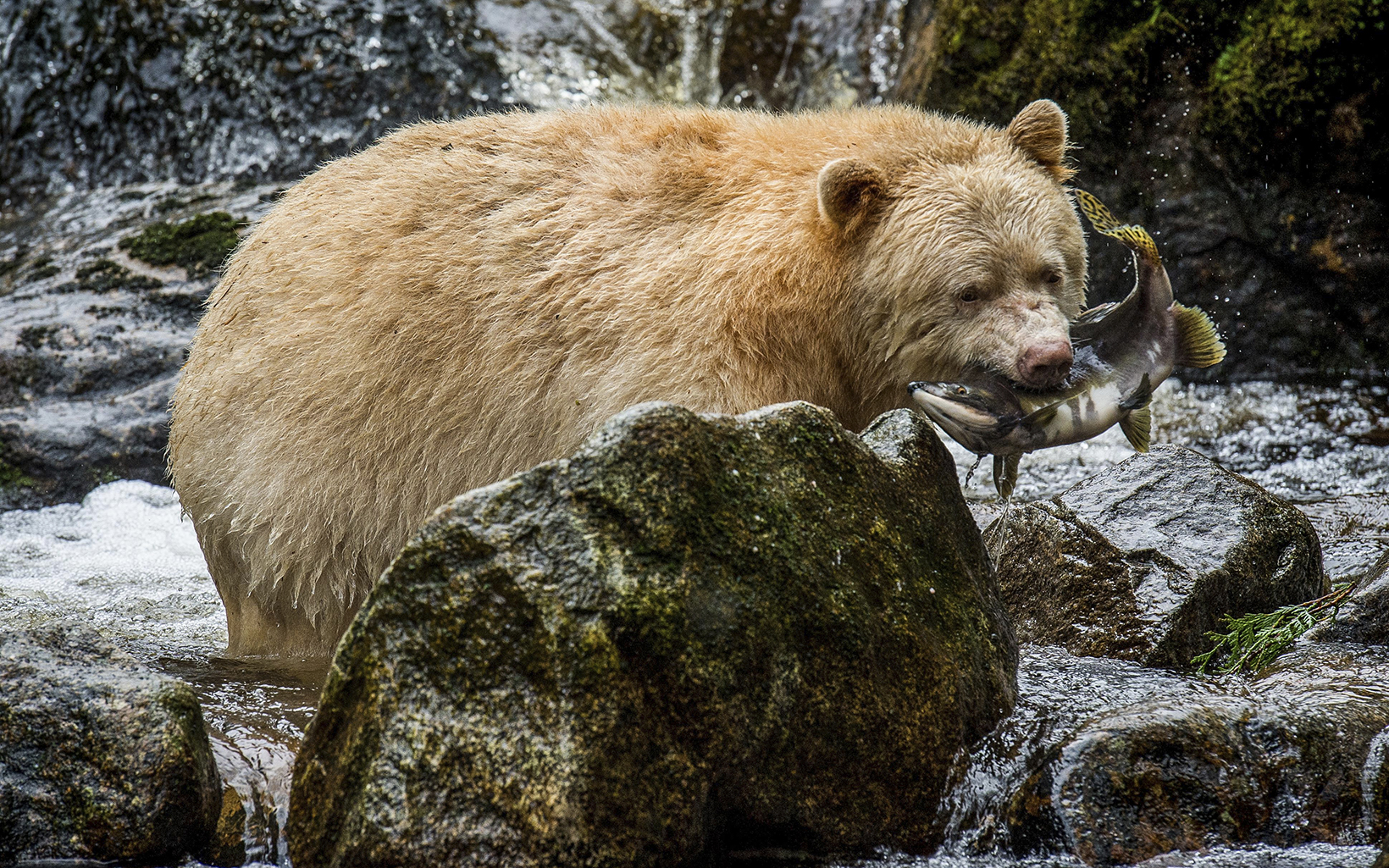 A "spirit bear" (Ursus americanus kermodei) on Gribbell