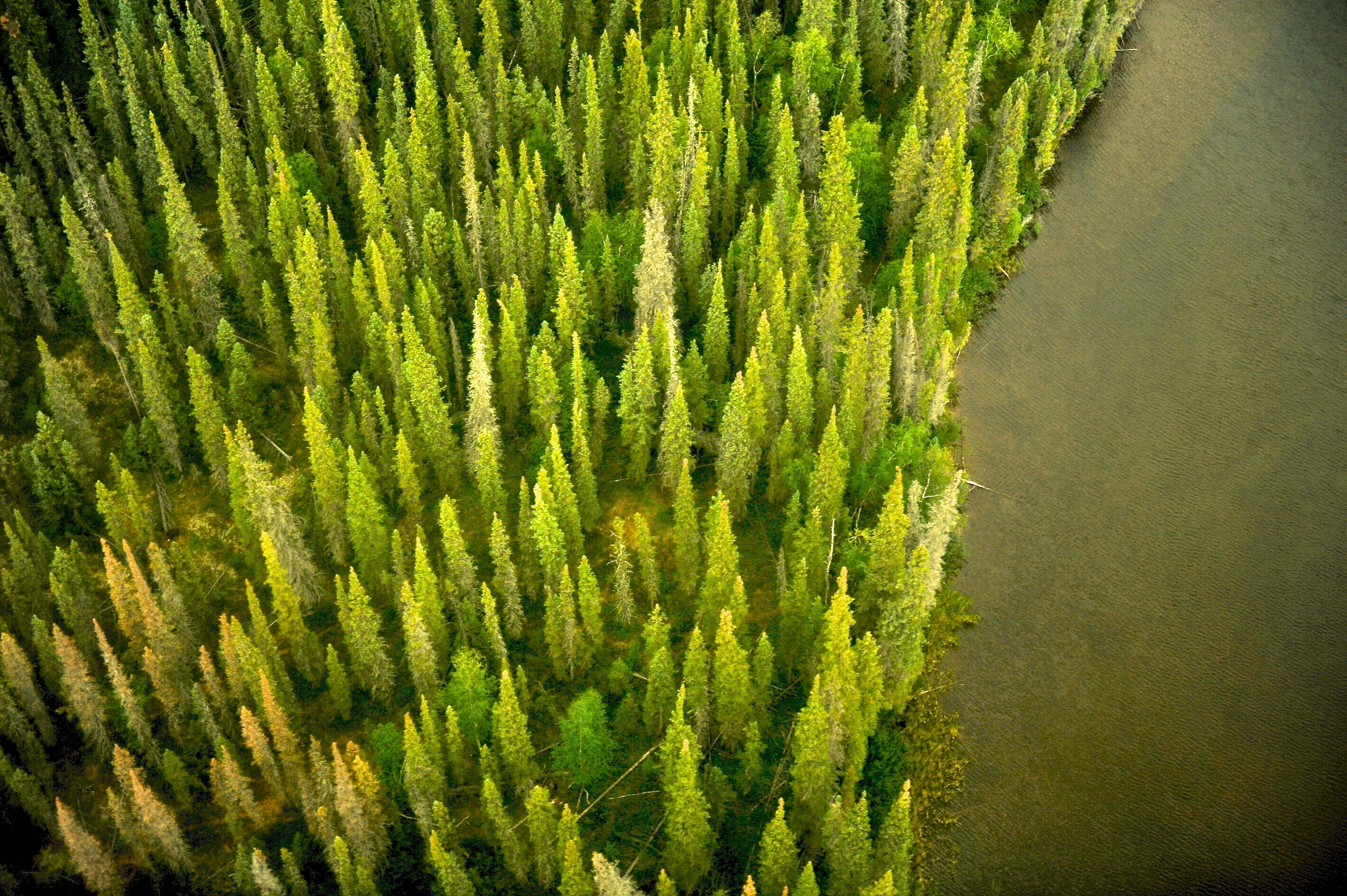 Aerial view of Canada's boreal forest.