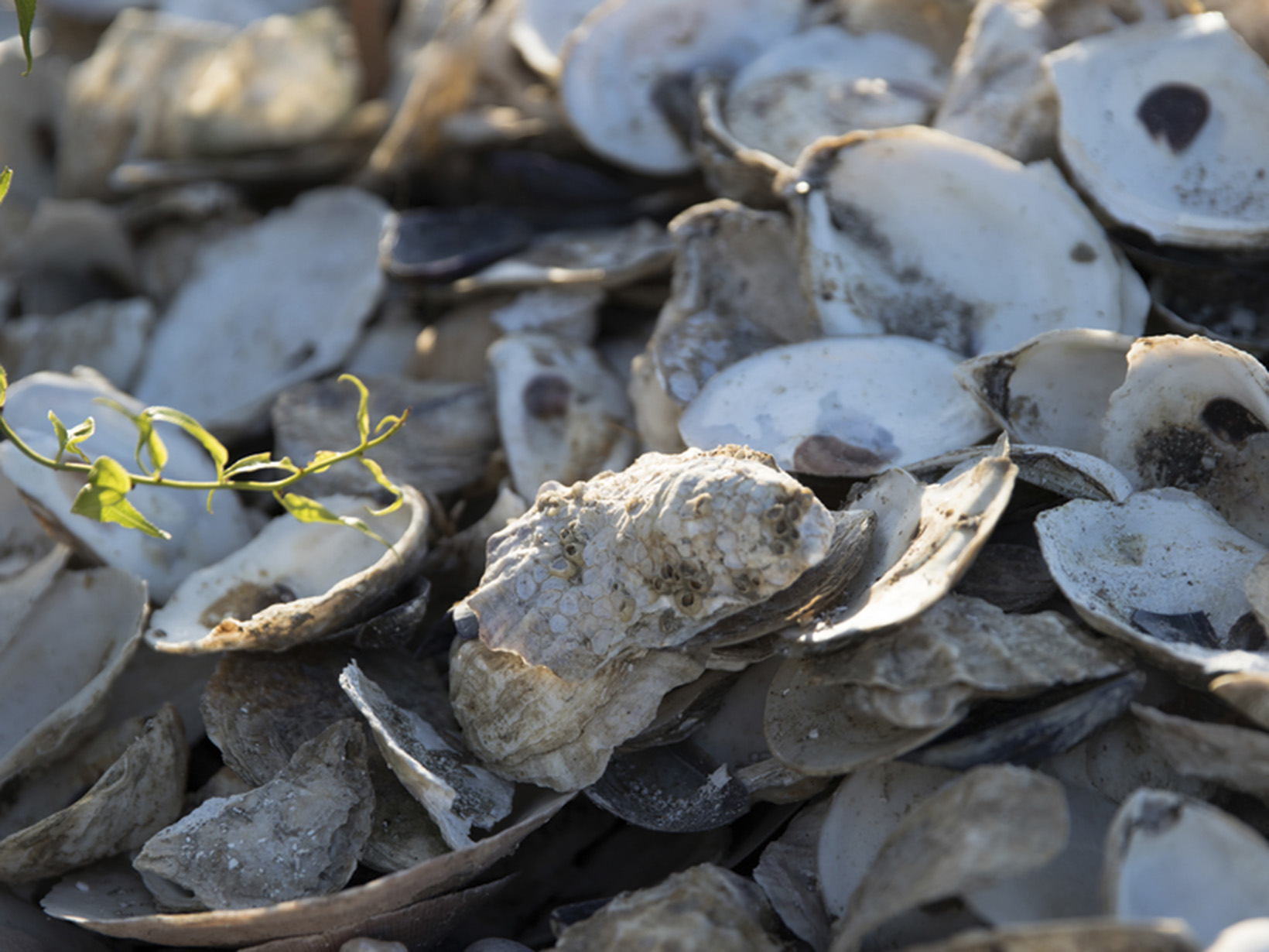 A pile of recycled oyster shells.