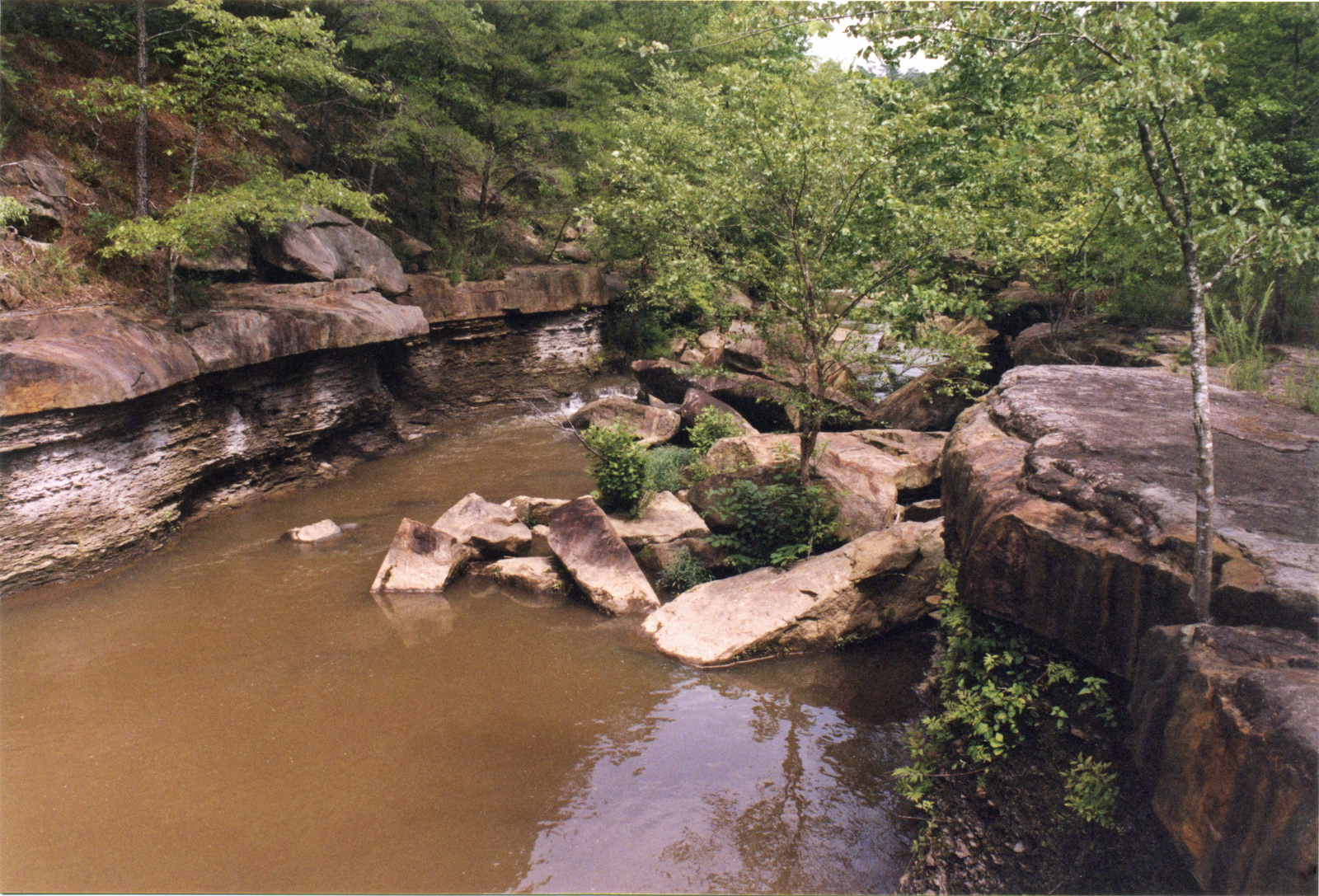 Brown water surrounds large rocks in a forest.