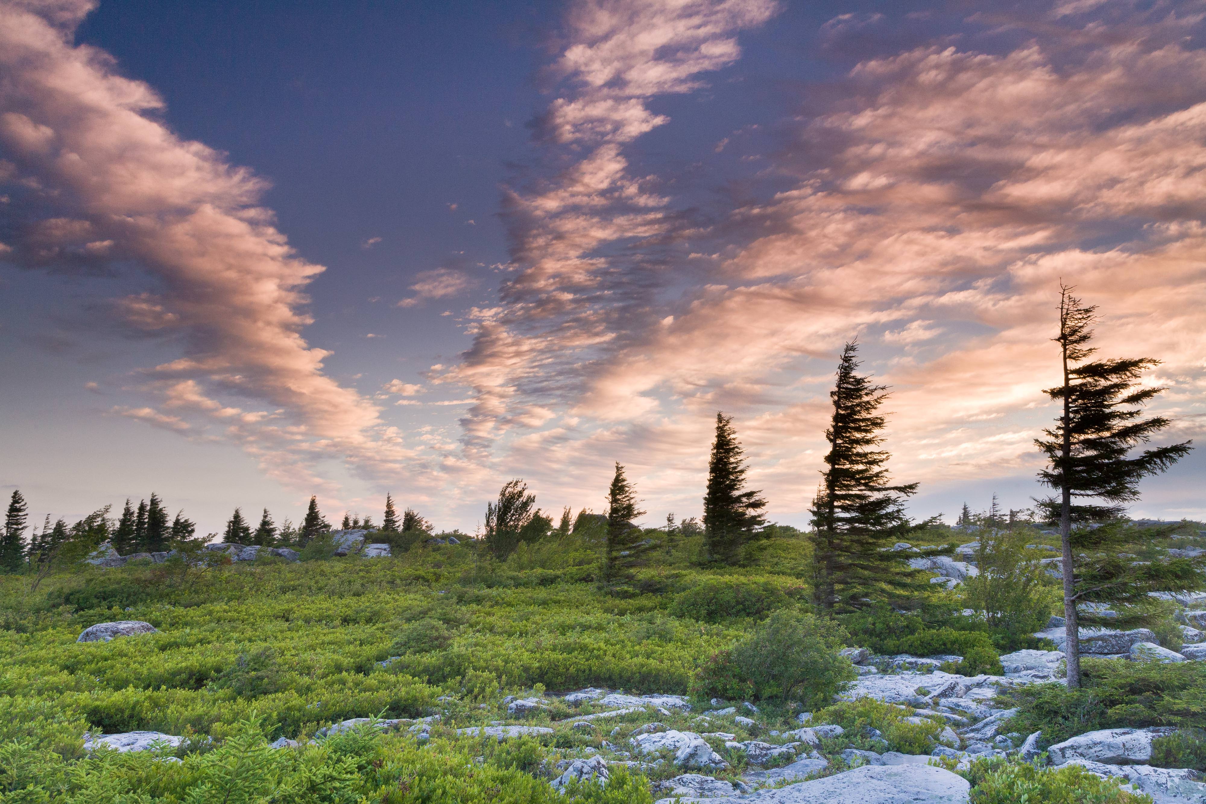 A view onto a flat windswept heath barrens at Bear Rocks Preserve.