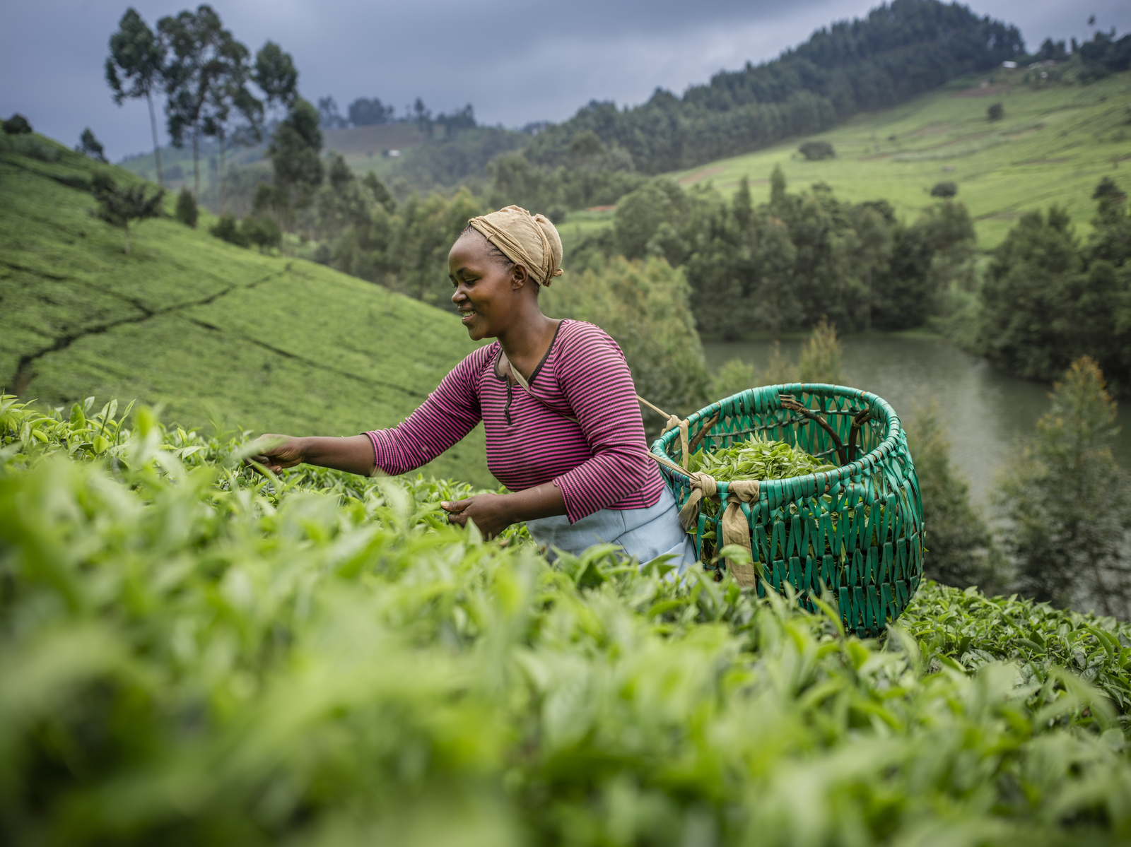 A woman picks leaves and puts them in a basket on a hillside agricultural landscape.