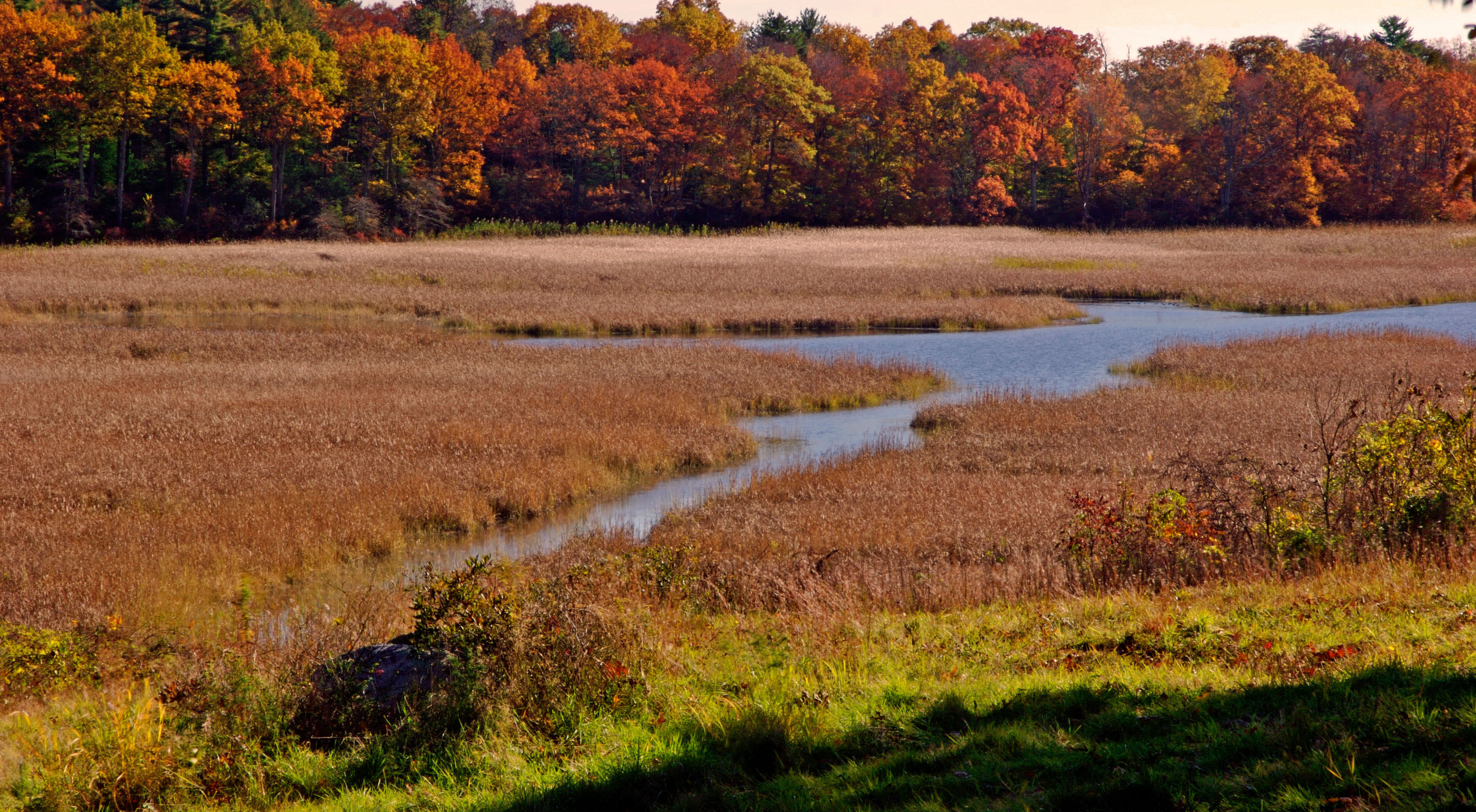 A colorful forest and marsh surrounds a wetland.