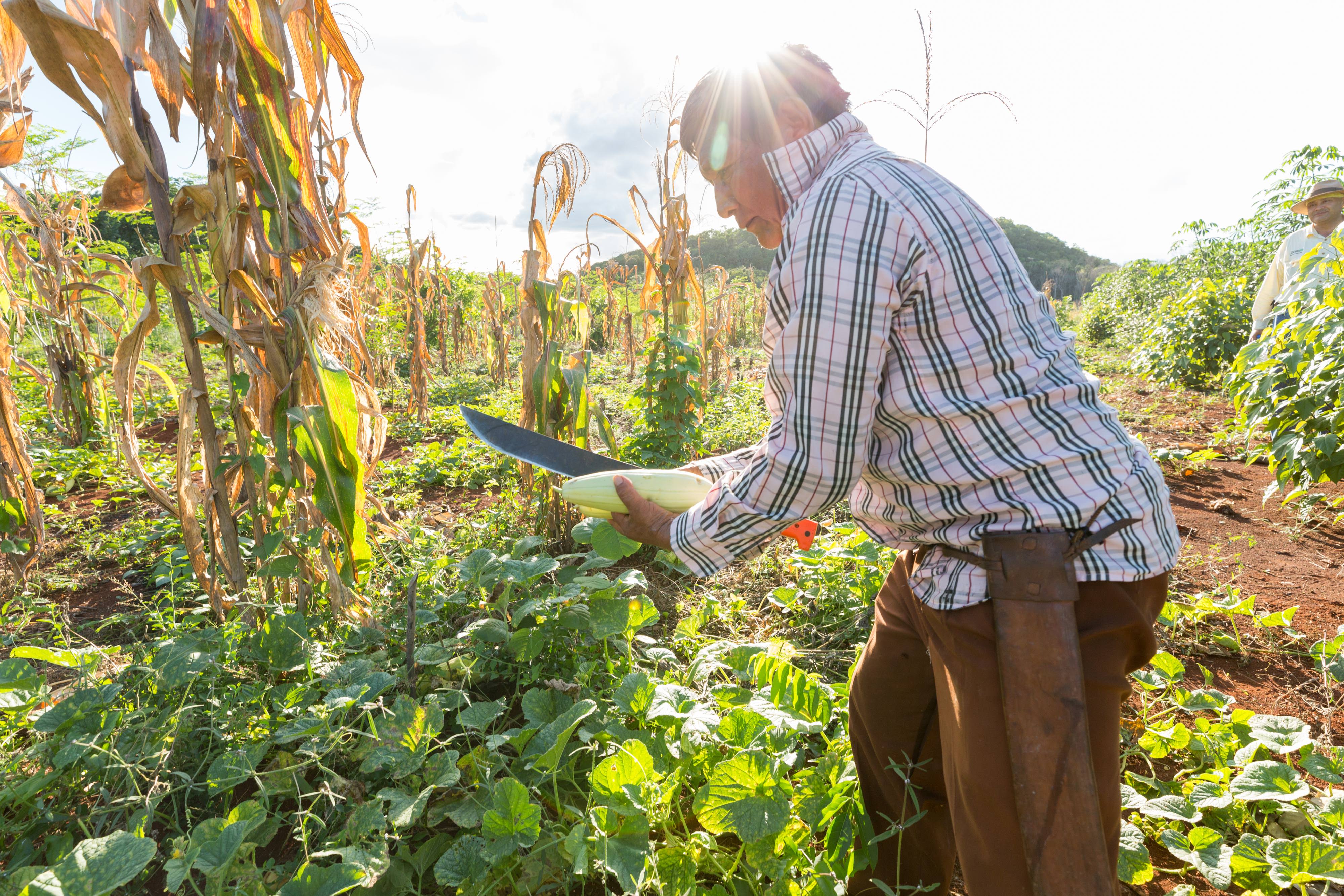 A farmer works his "milpa" agricultural field.