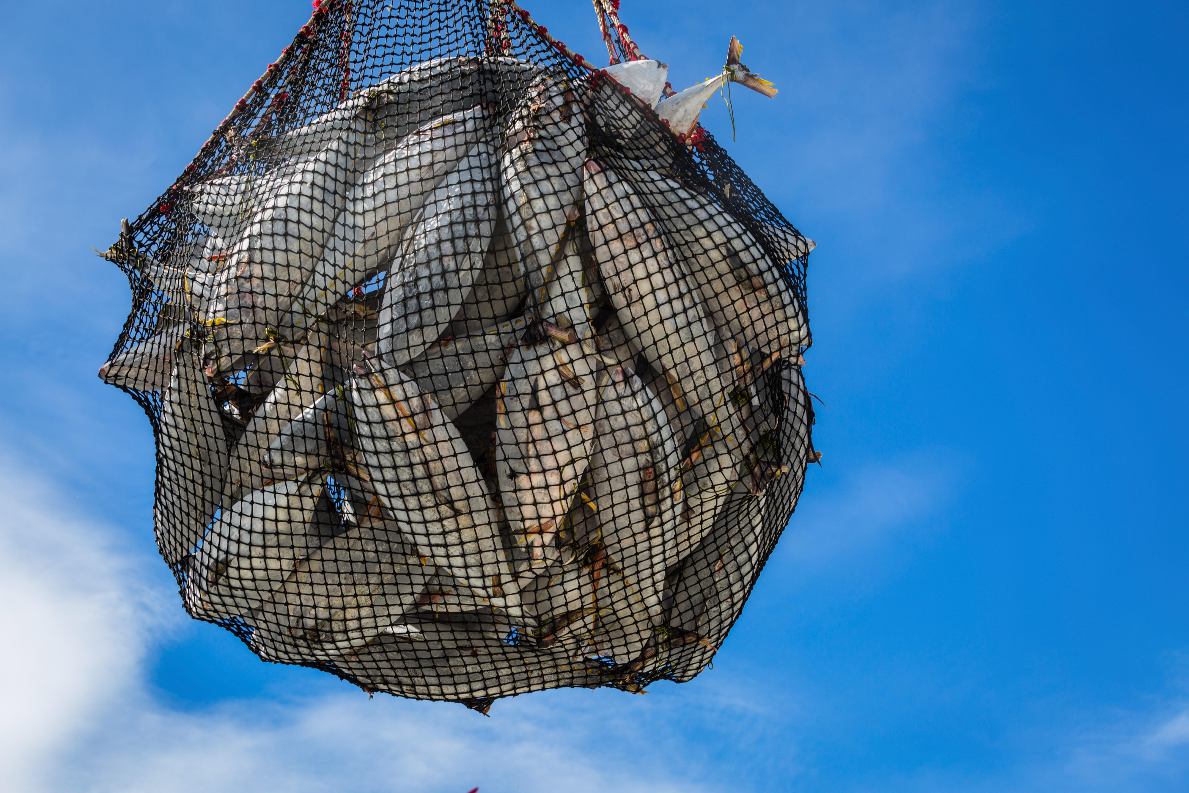 A net full of yellow fin tuna.