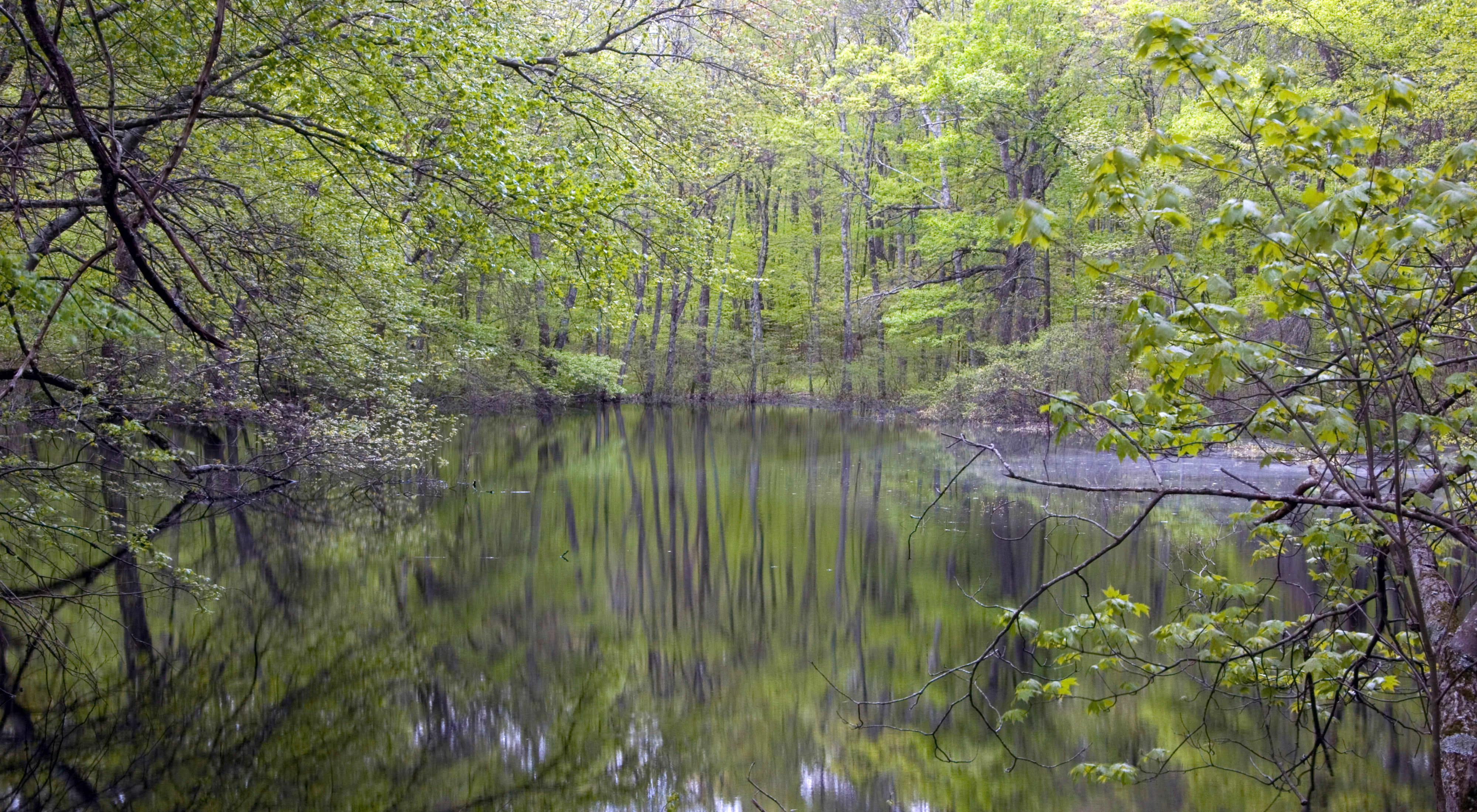 Vernal pool surrounded by lush green forest.