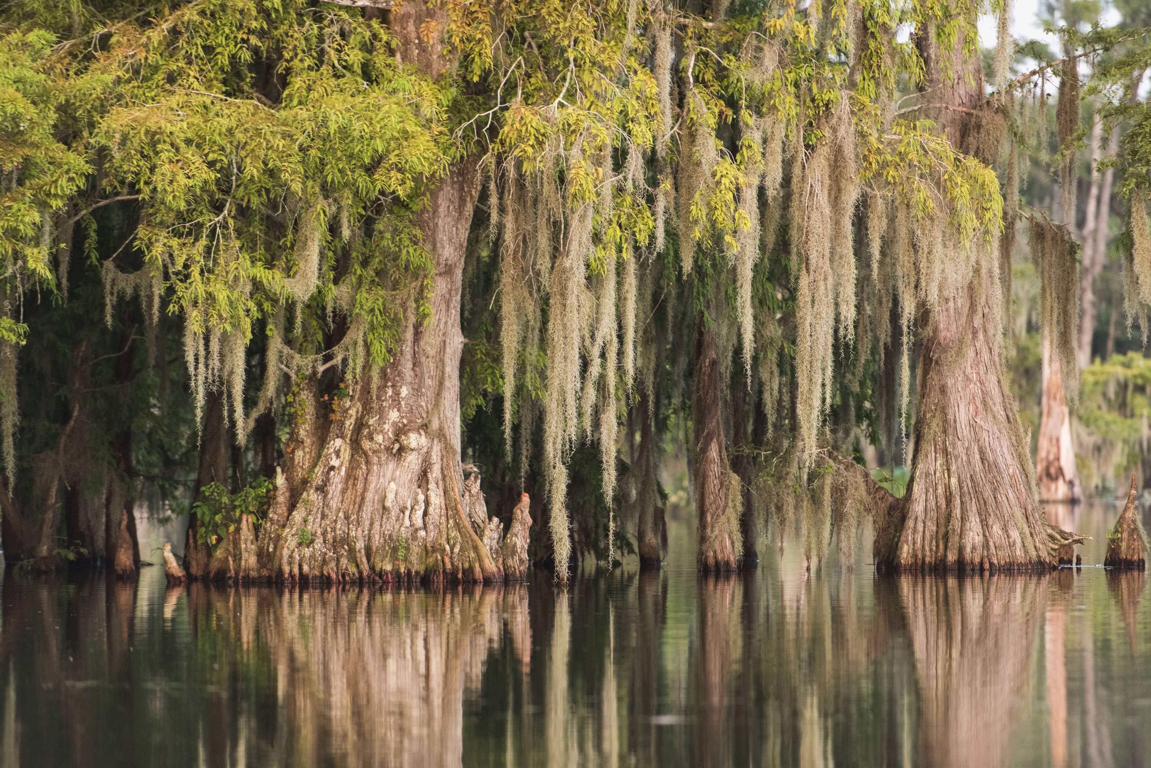 Cypress trees rise from still water in Lake Martin.