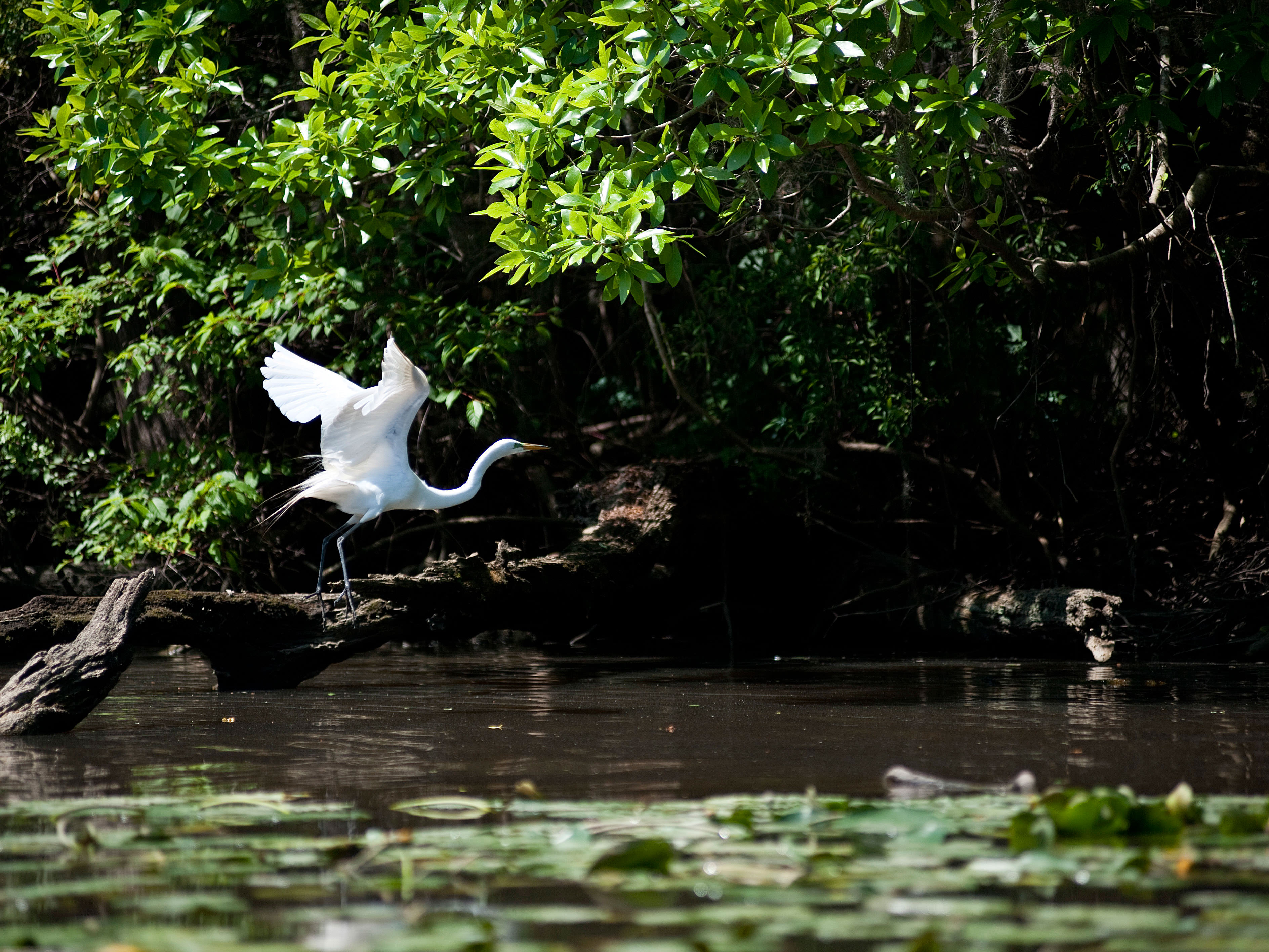 An egret takes flight from a log on a river.