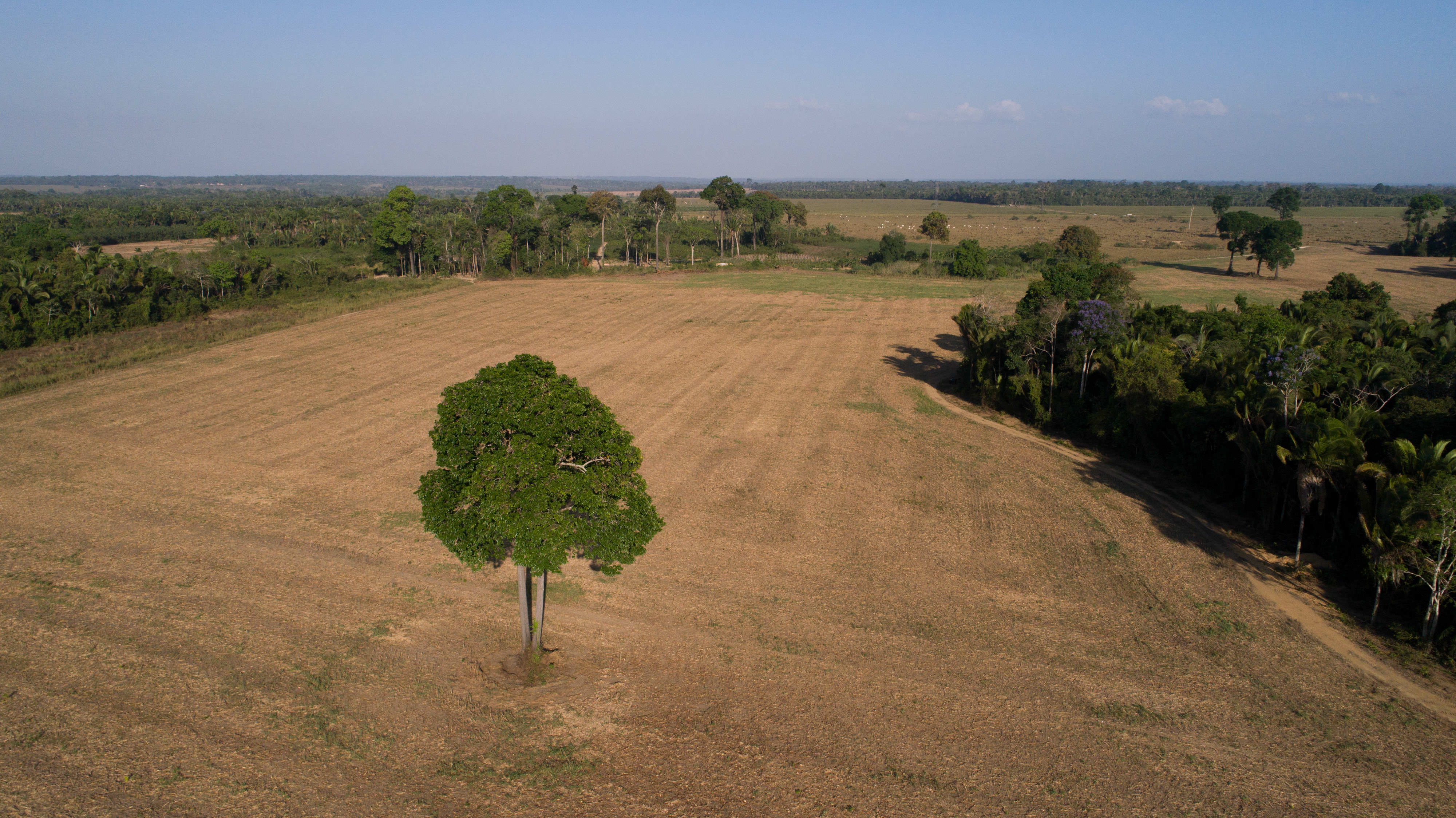 A tree in a cleared field in Brazil.