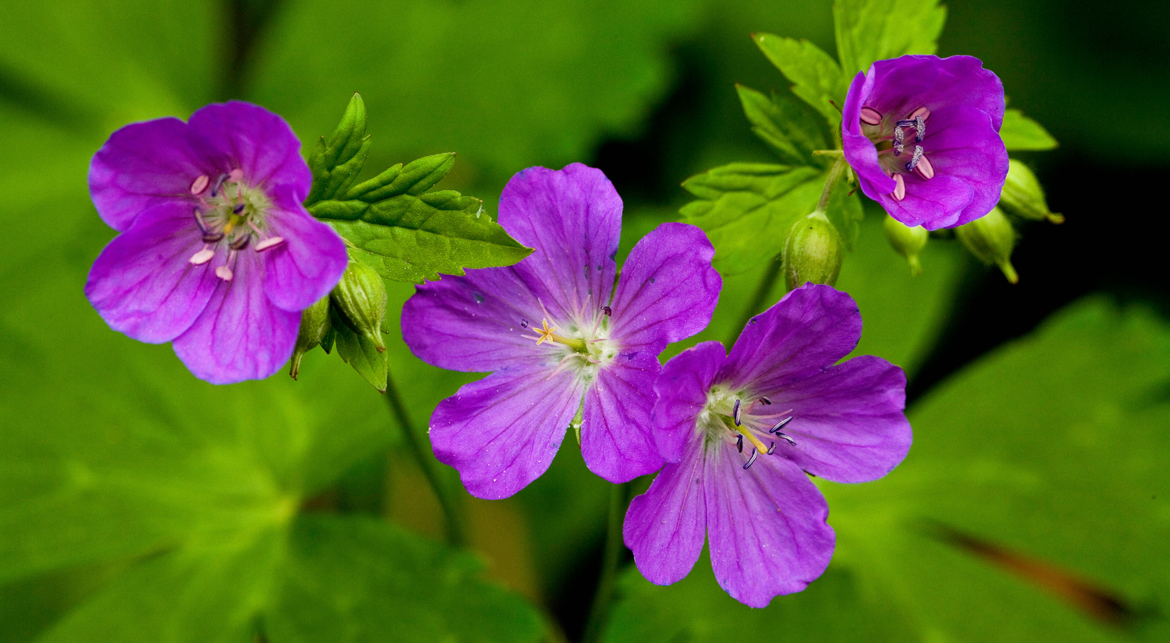 Wild geranium vibrantly grows against greenery. 