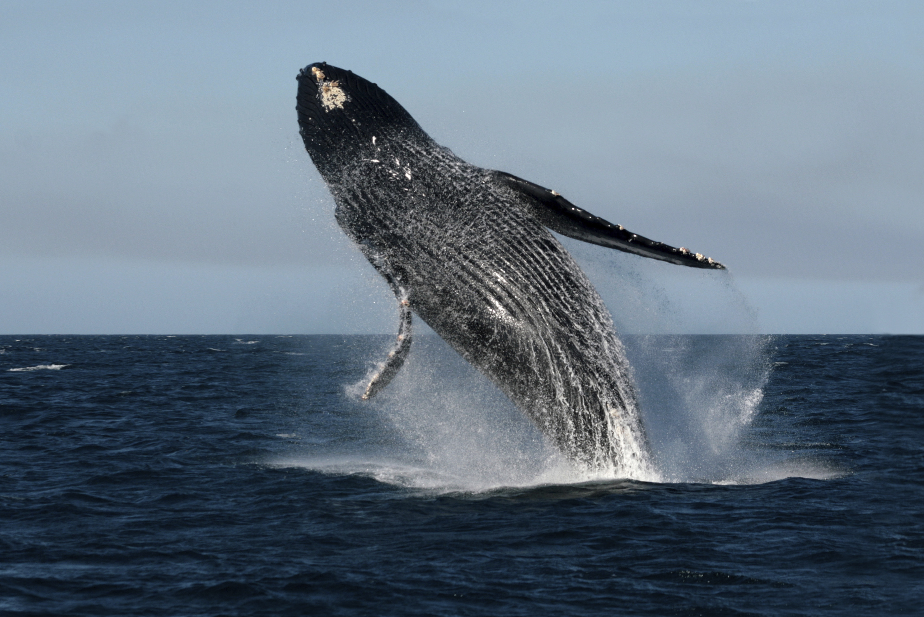 Humpback whale breaching the water.