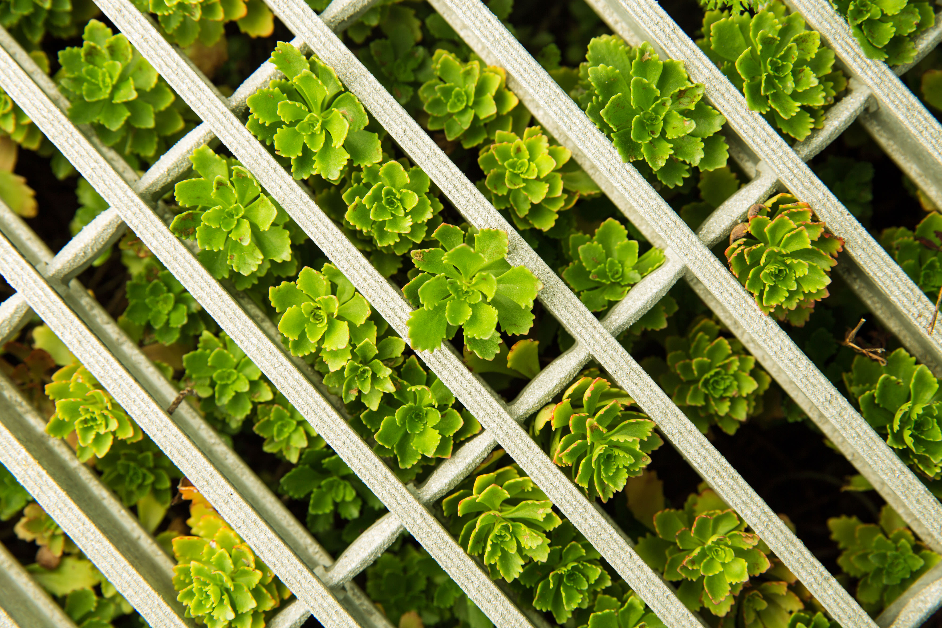 Close-up photo of a green roof