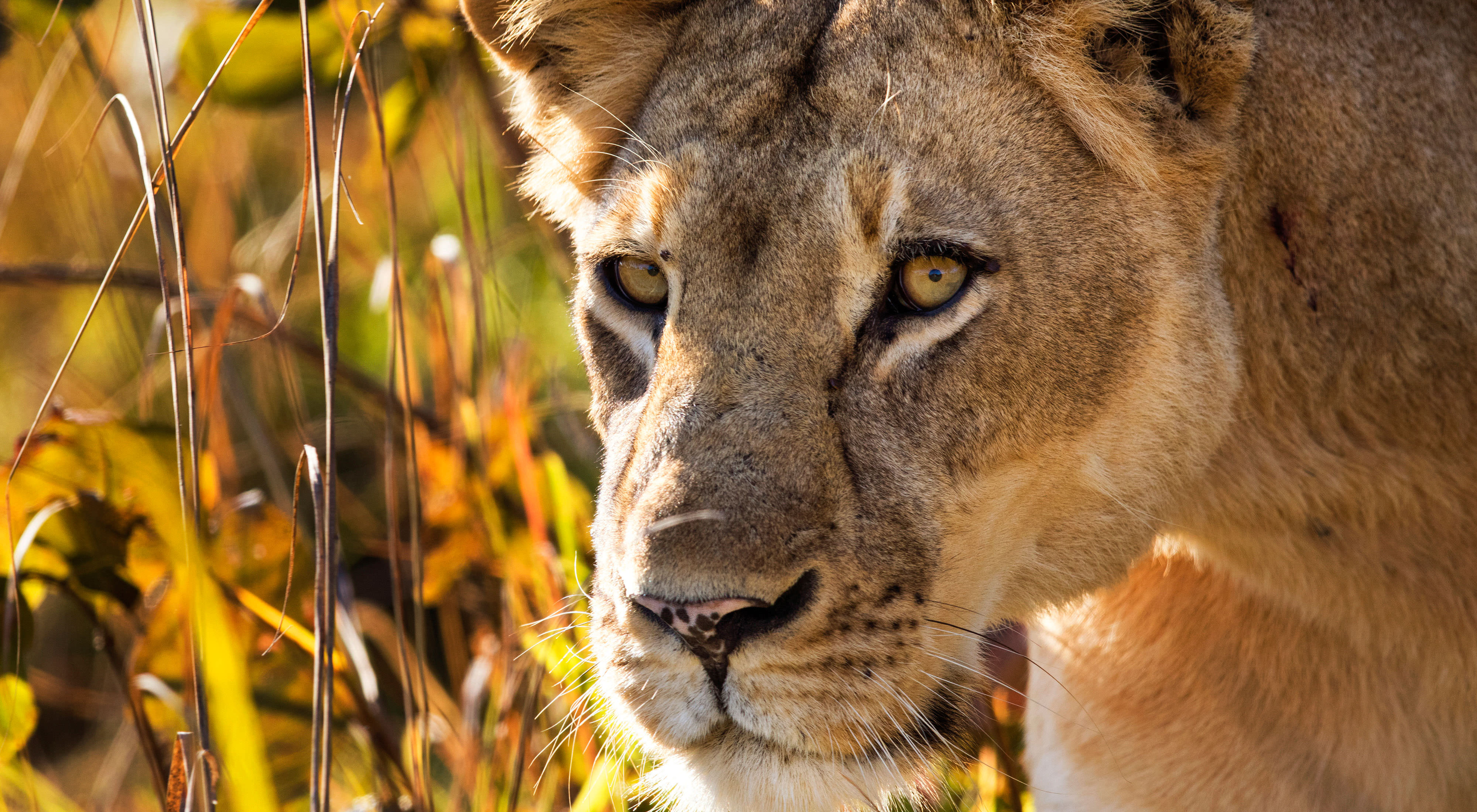 Closeup of a female lion in Kafue National Park.