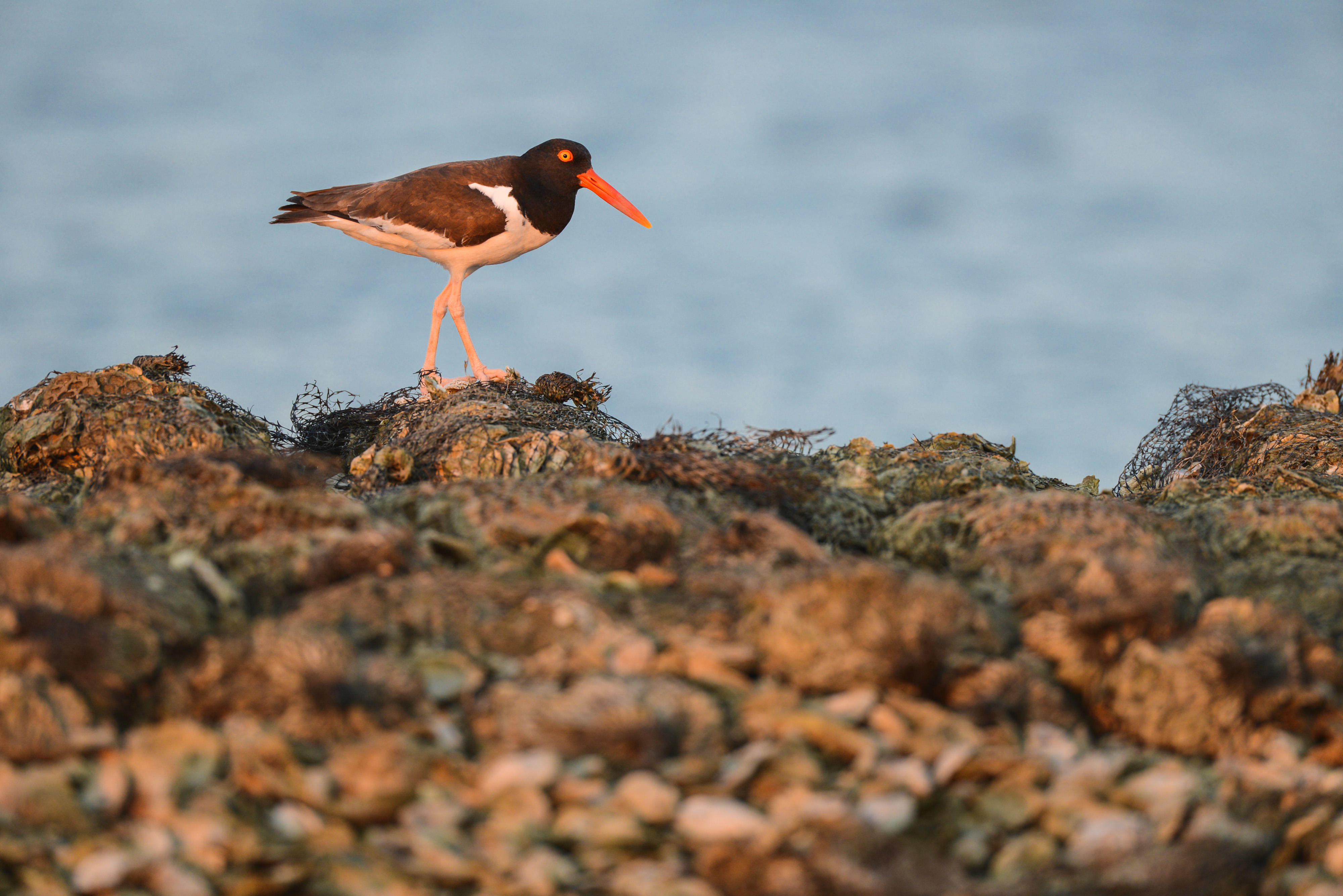 A bird with an orange beak rests on wet rocks.