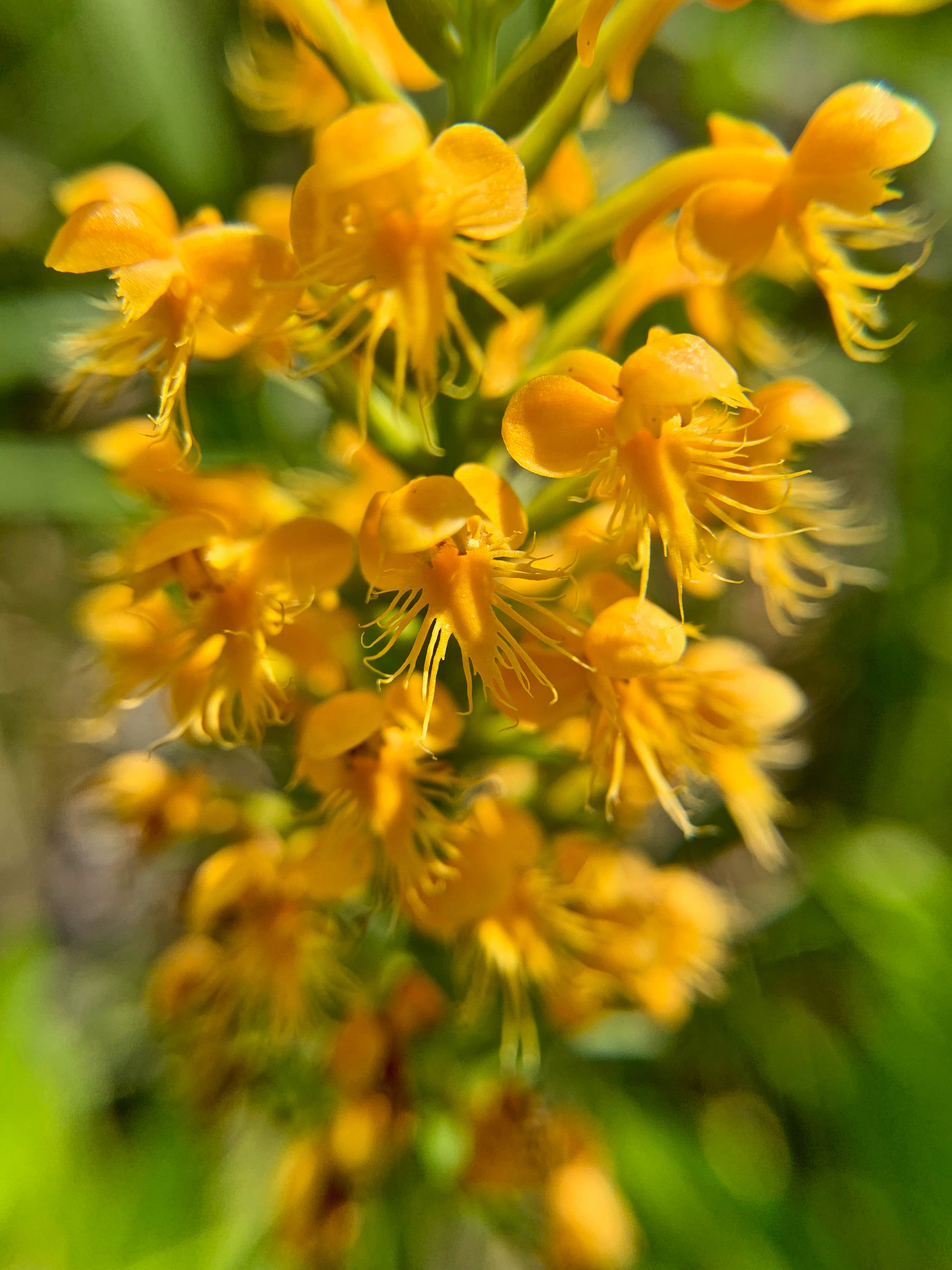 A yellow orchid blossims agasint greenery. 