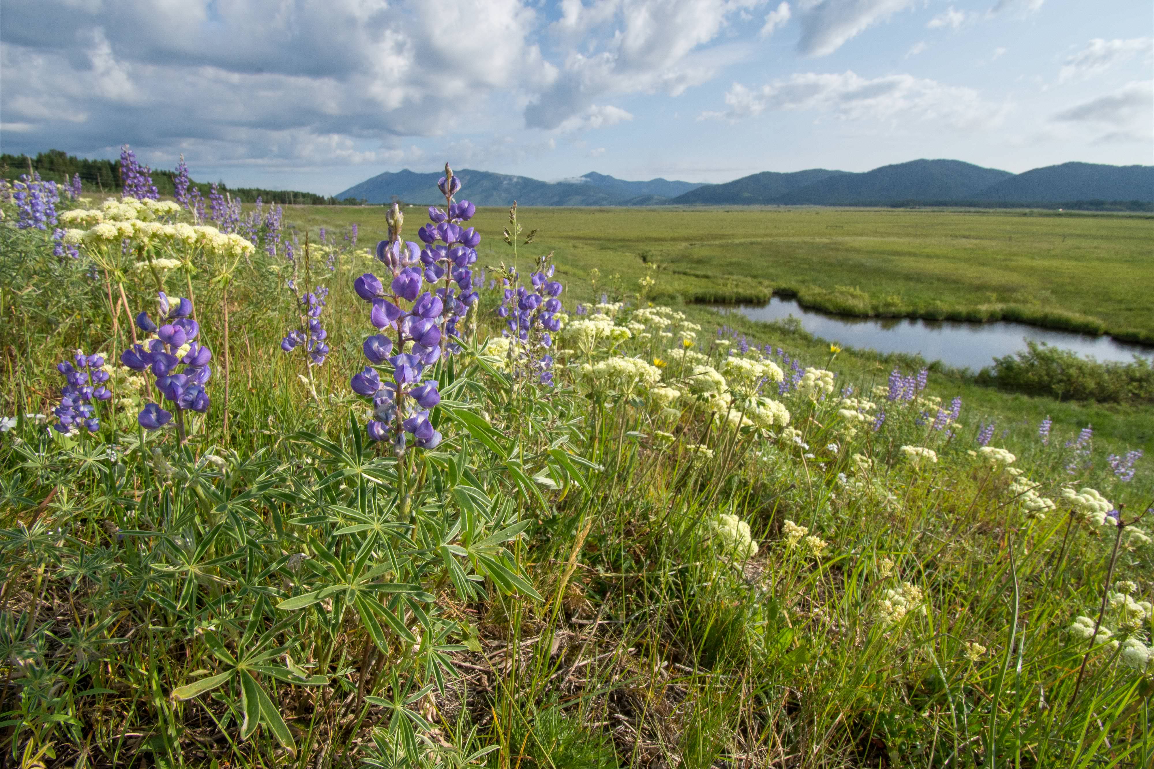 Wildflowers bloom in field overlooking pond.